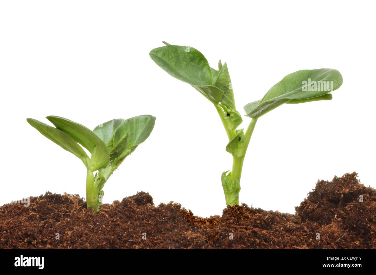 Soil level Banque de photographies et d’images à haute résolution - Alamy
