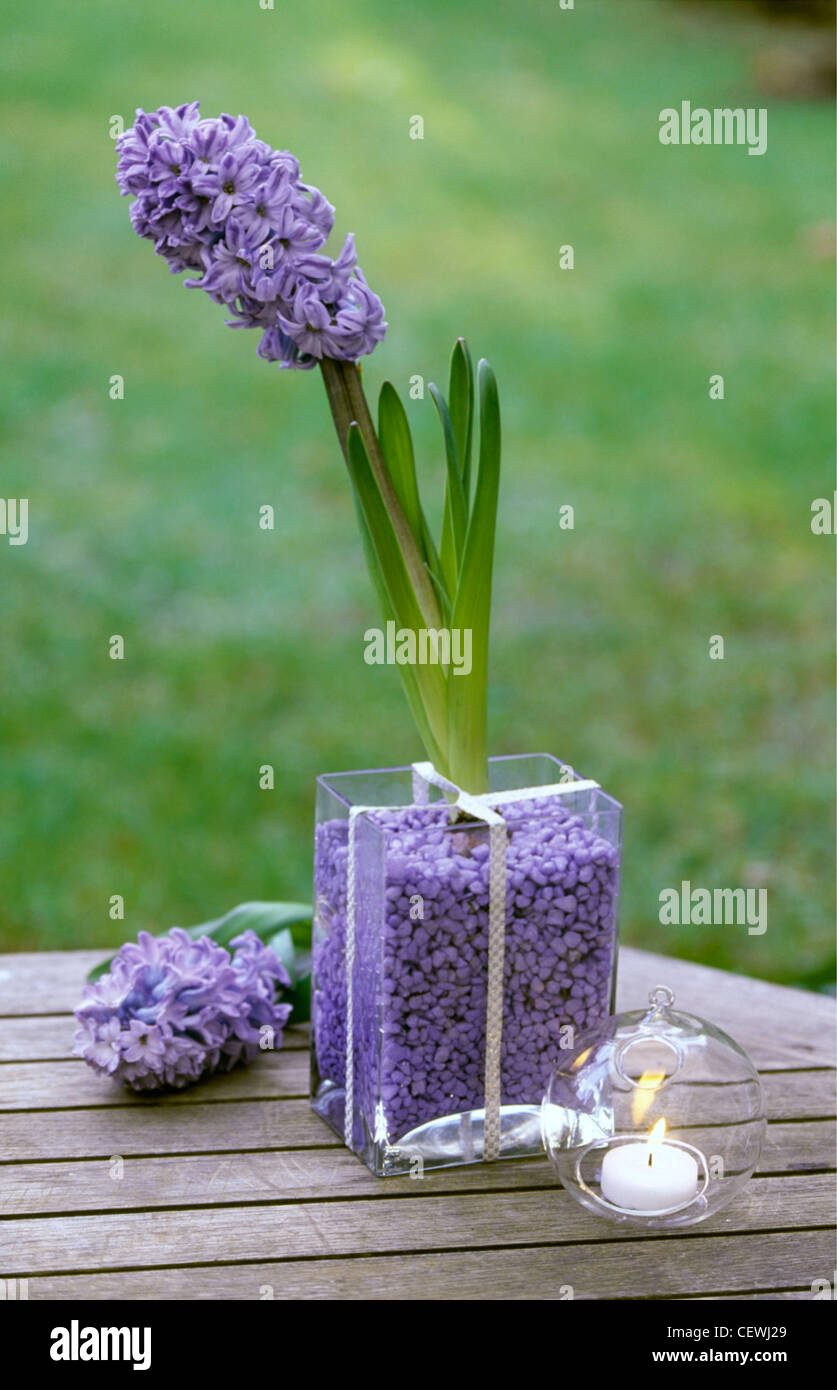 Jacinthes bleu jacinthe bleu un croissant dans un vase rempli de verre  carré bleu purpley de gravier, à côté d'une bougie en forme de boule en  verre Photo Stock - Alamy