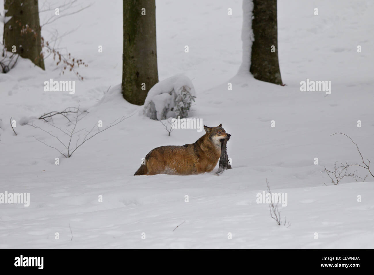 Loup, Canis lupus, loup gris Banque D'Images