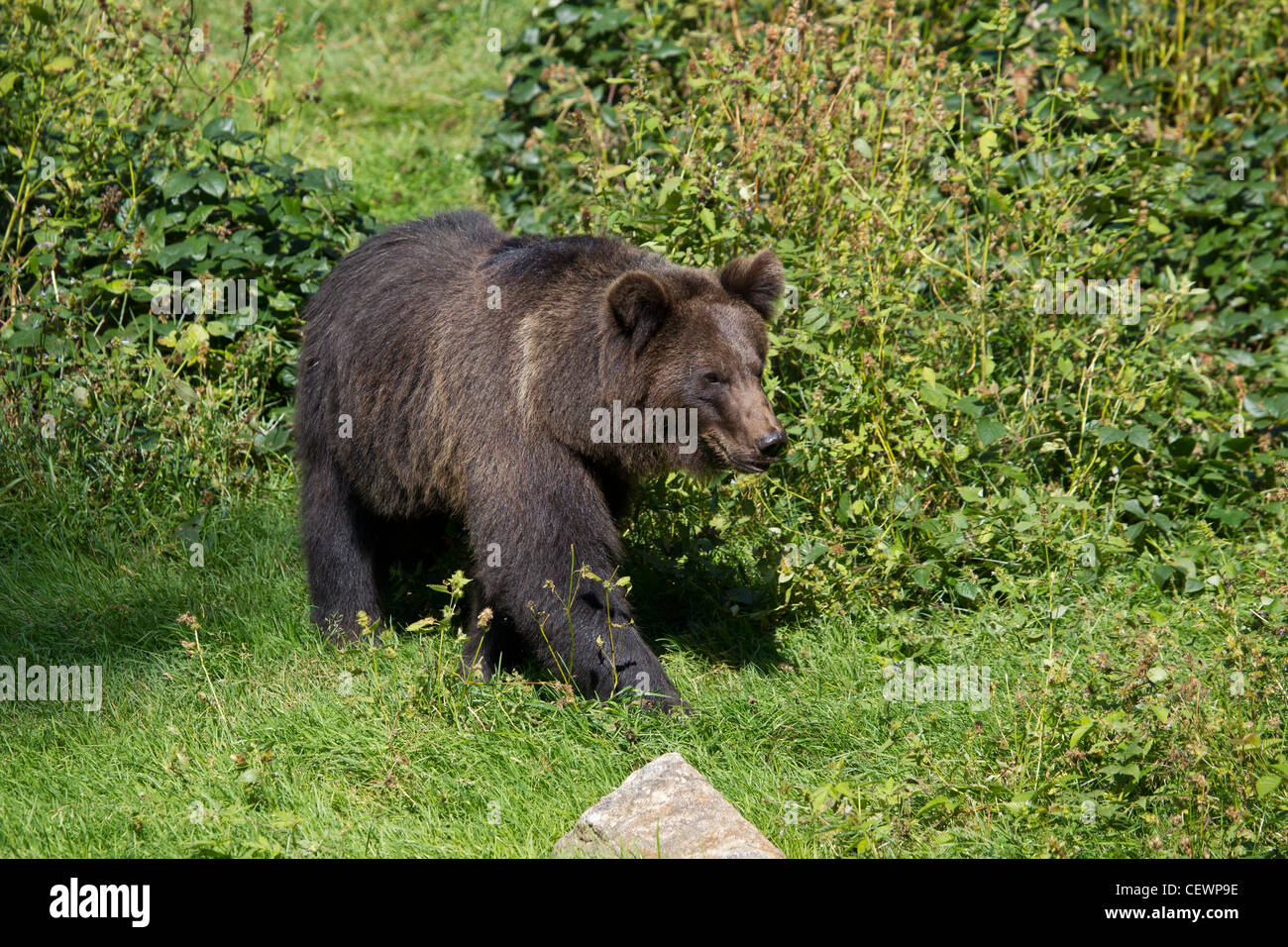 Braunbär Banque D'Images