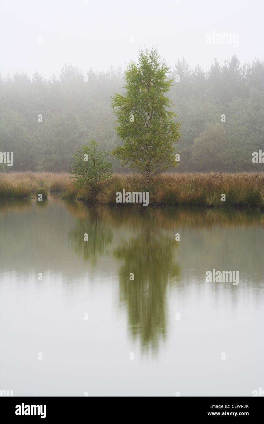 Arbres se reflétant dans les eaux calmes d'un lac sur un matin brumeux près de Cinderford dans la forêt de Dean. Banque D'Images Arbres se reflétant dans les eaux calmes d'un lac sur un matin brumeux près de Cinderford dans la forêt de Dean. Banque D'Images