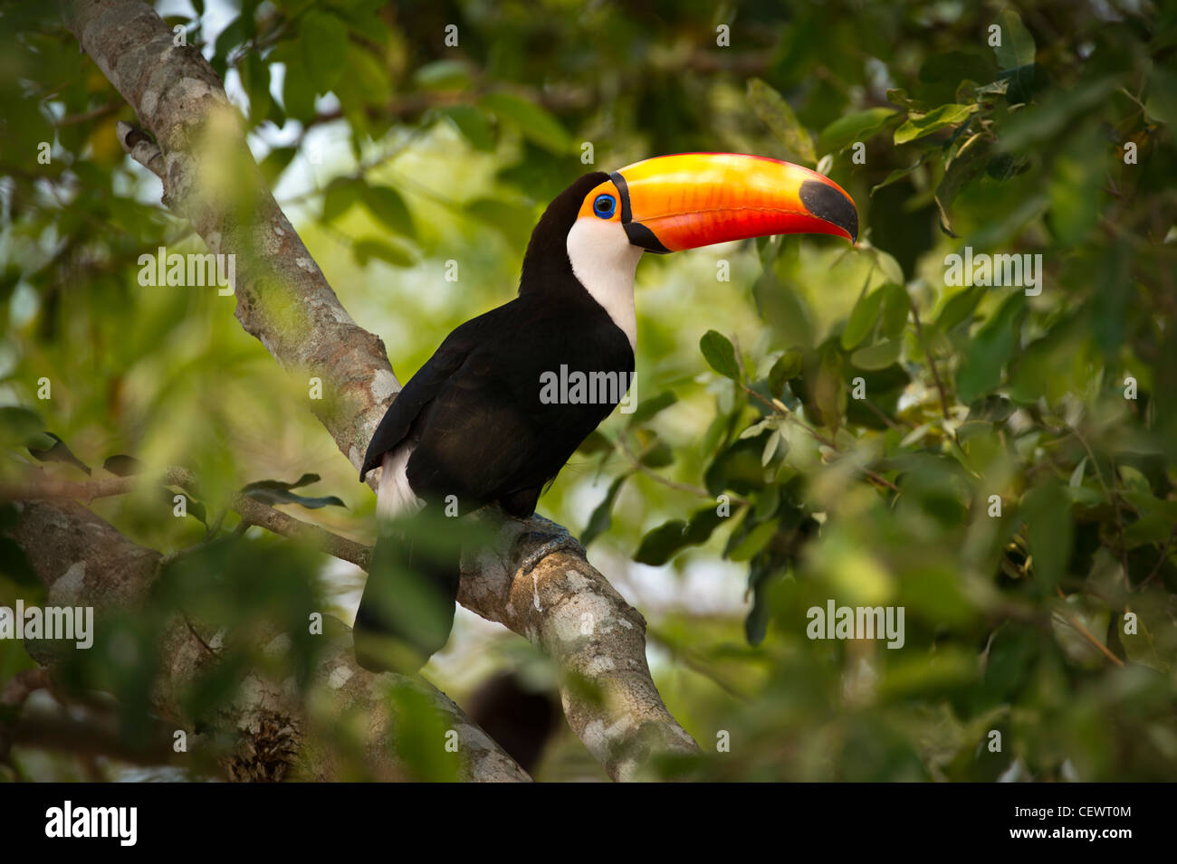 Toucan Toco (Ramphastos toco) dans le couvert forestier adjacent à la rivière du nord, Piquiri Pantanal, Mato Grosso, Brésil. Banque D'Images