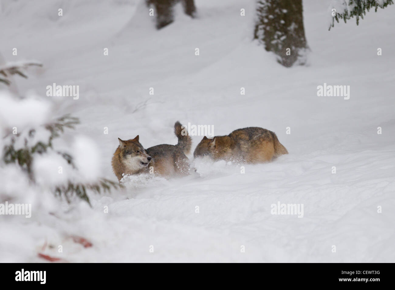 Loup, Canis lupus, loup gris Banque D'Images