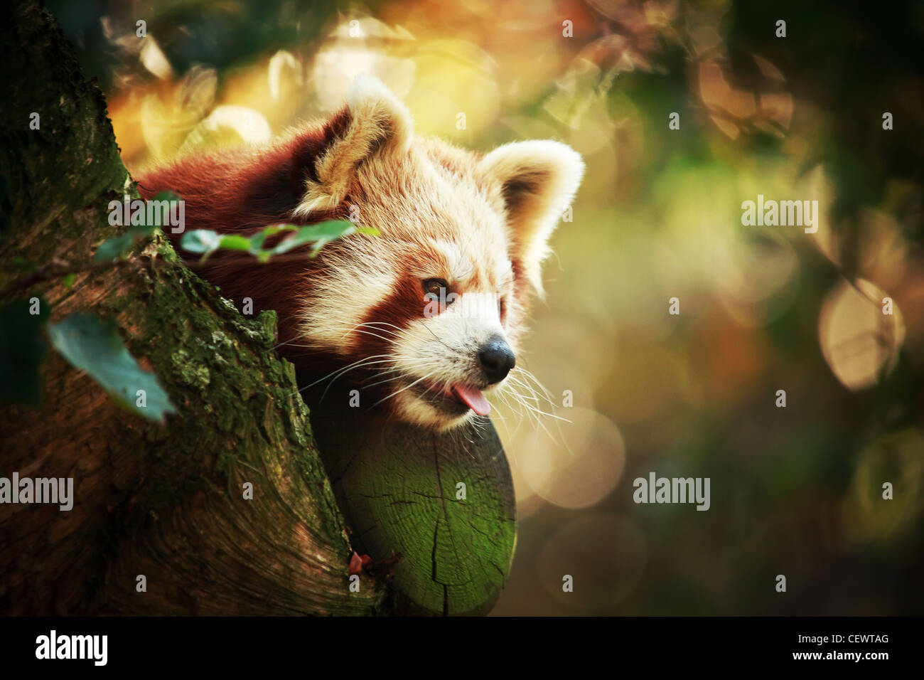 Le panda rouge (Ailurus fulgens ou shining-CAT) Banque D'Images