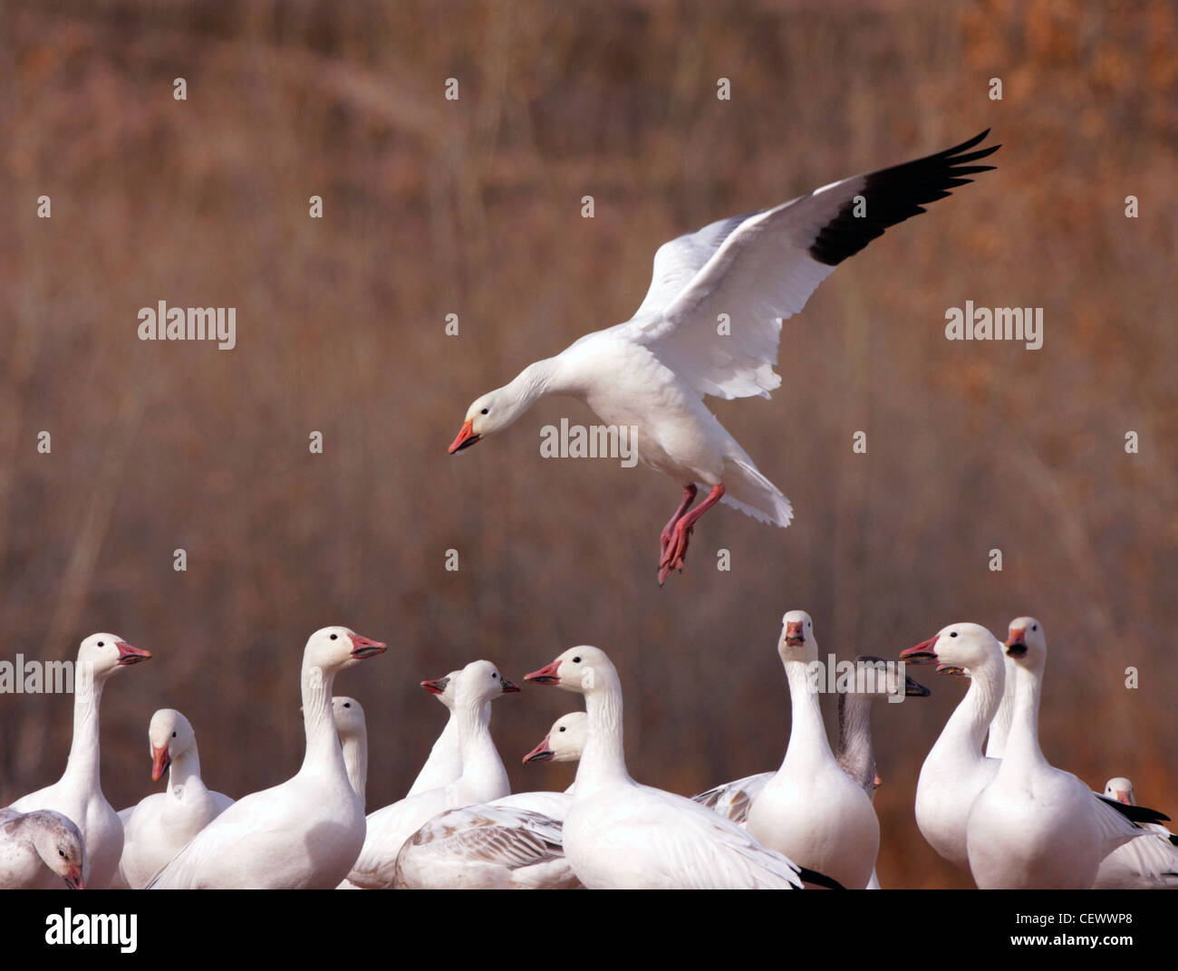 Oie des neiges Bosque del Apache landing, New Mexico USA Banque D'Images