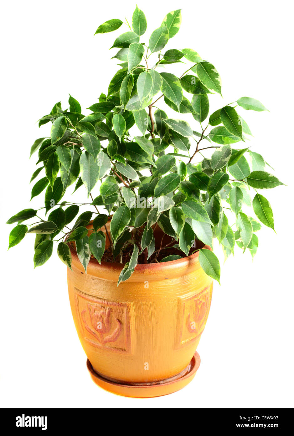 Ficus dans un pot isolé sur le livre blanc Banque D'Images