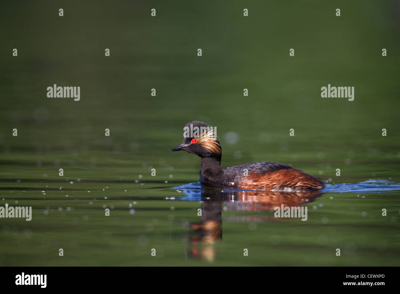 Schwarzhalstaucher, Podiceps nigricollis Grèbe à cou noir, Banque D'Images