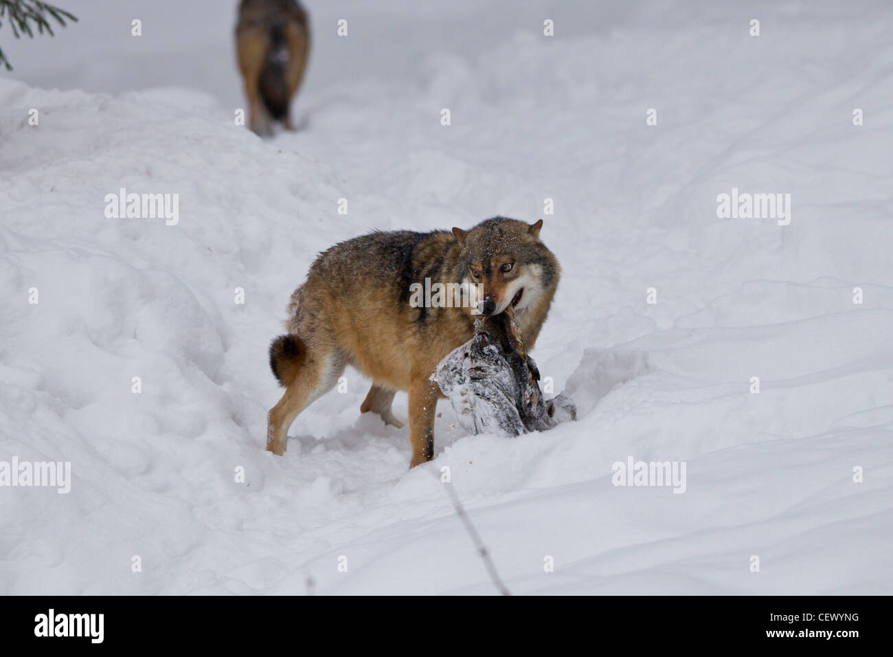 Loup, Canis lupus, loup gris Banque D'Images