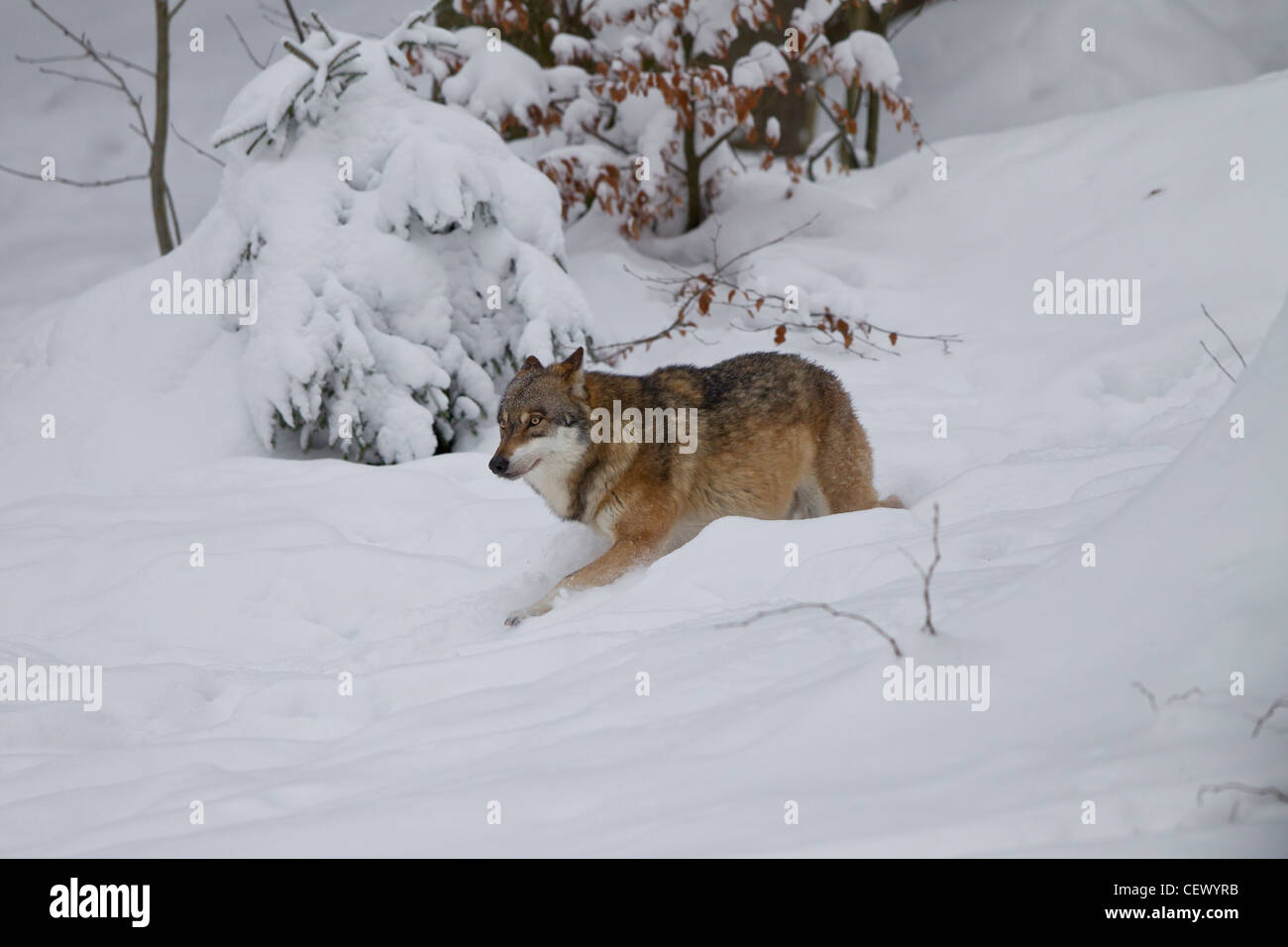 Loup, Canis lupus, loup gris Banque D'Images