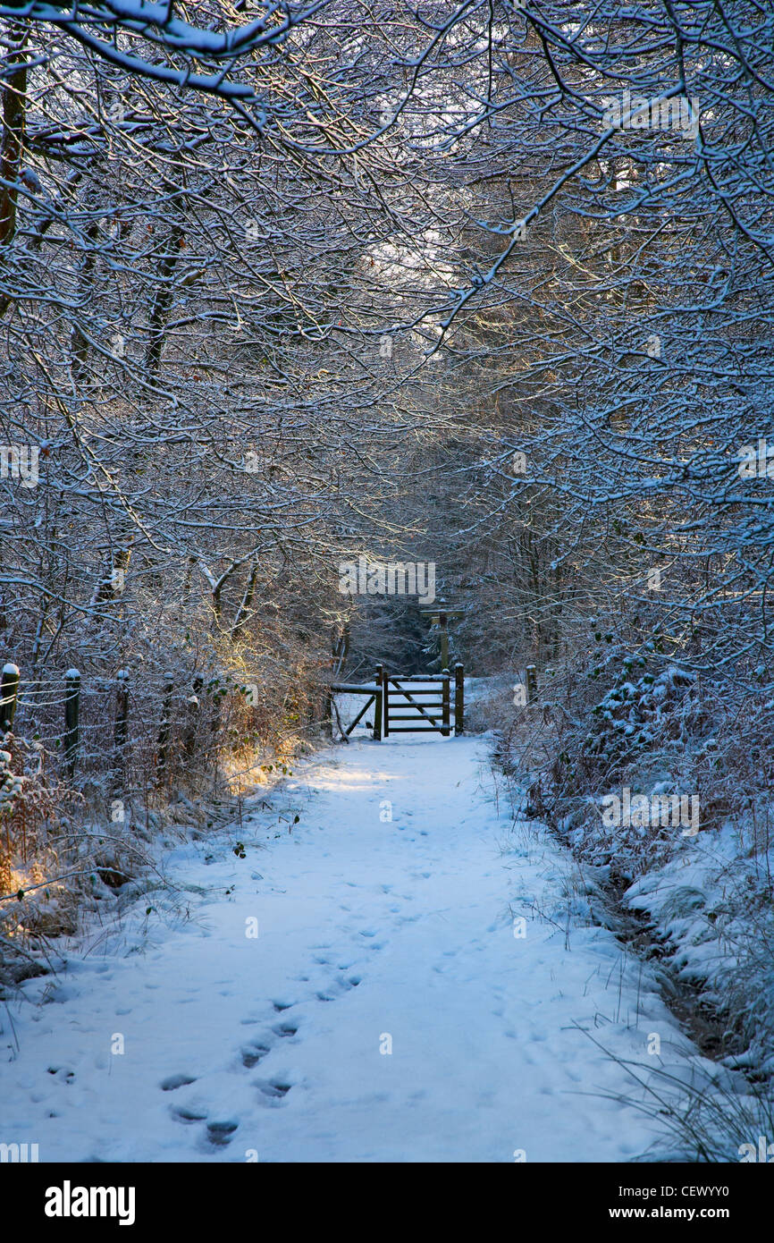 Empreintes sur un chemin couvert de neige menant à une porte dans la forêt royale de Dean. Banque D'Images