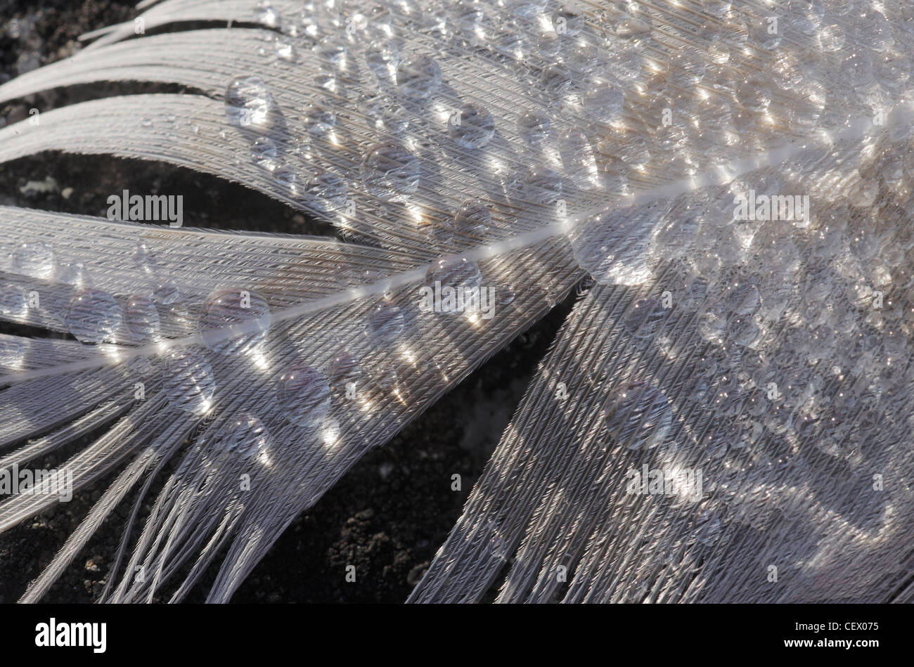Barnacle goose feather avec ice Svalbard, Septembre Banque D'Images