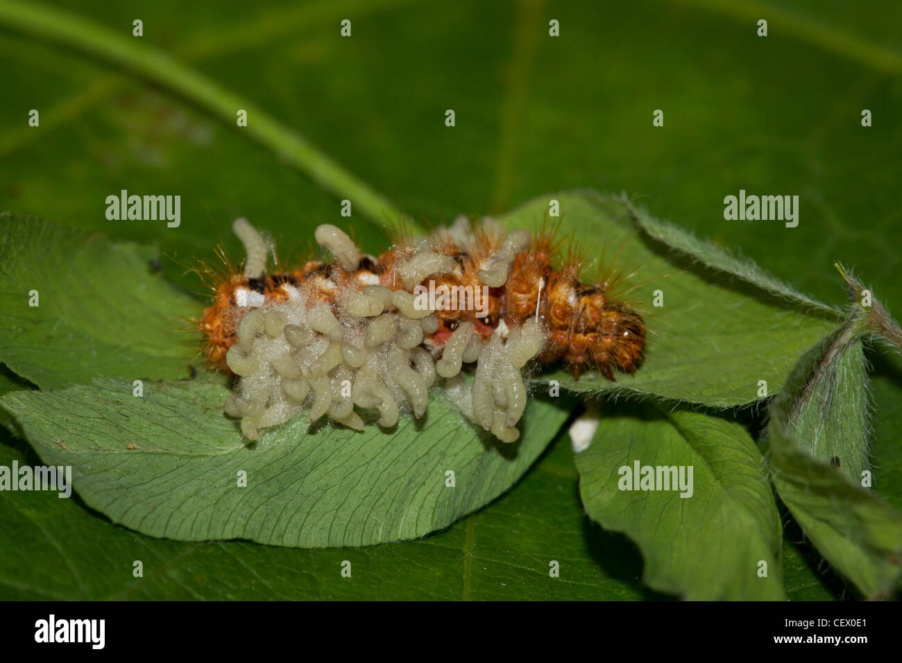Acronicta rumicis Ampferrindeneule Banque D'Images