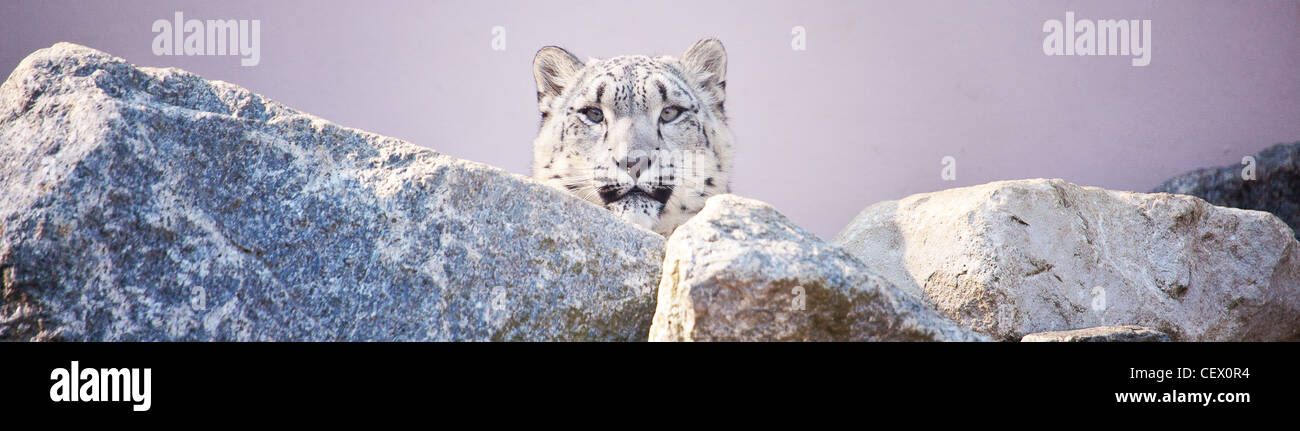 Un léopard des neiges (Panthera uncia Uncia uncia) ou Banque D'Images