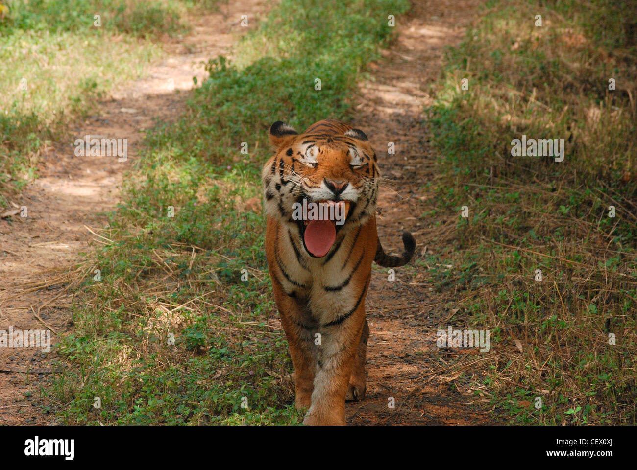 Tiger bâillement, sanctuaire de la vie sauvage, de l'Inde. tigre du Bengale est l'animal national de l'Inde. Banque D'Images