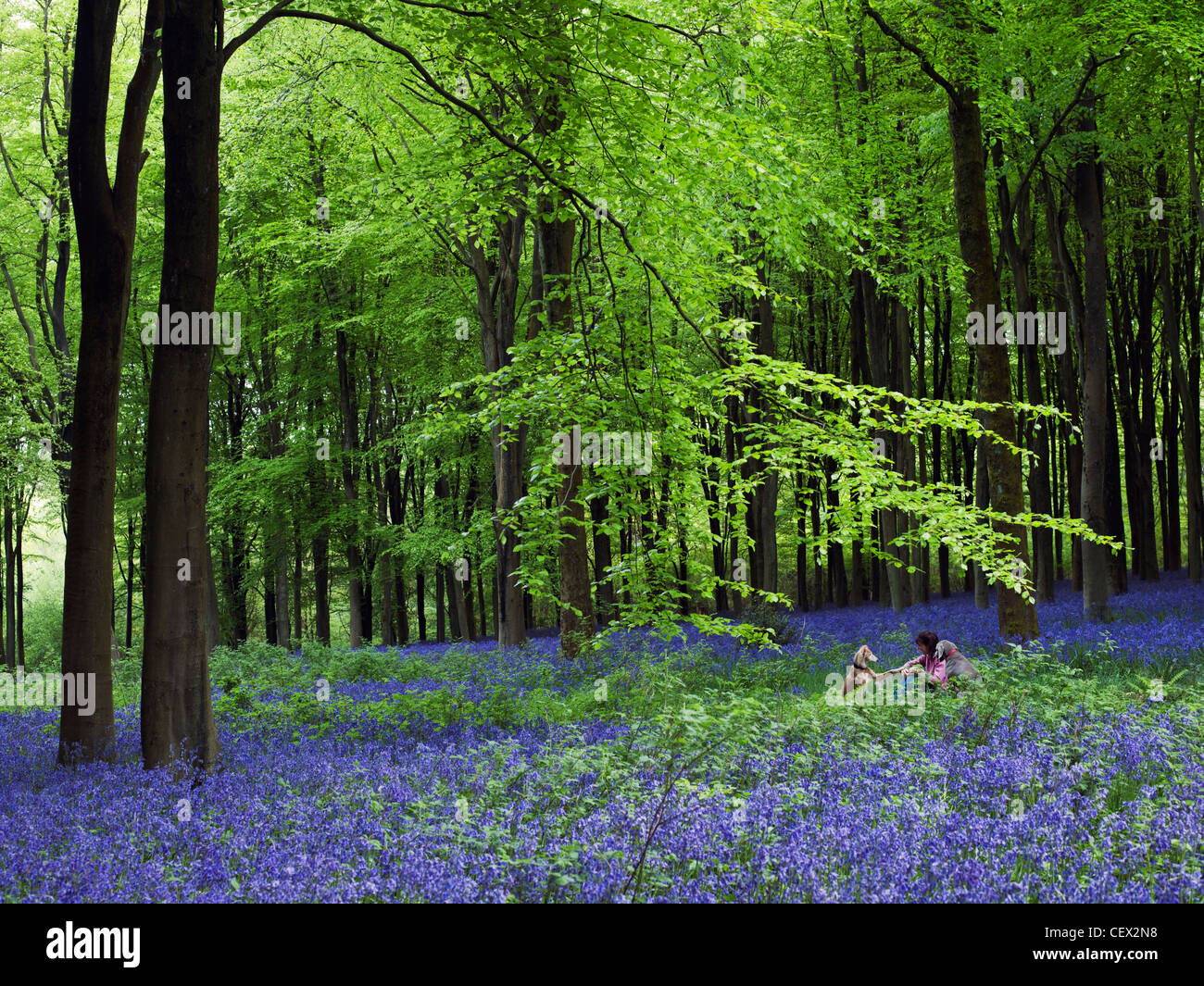 Une femme et son chien (weimaraner) explorer les jacinthes des bois de l'Ouest. Banque D'Images