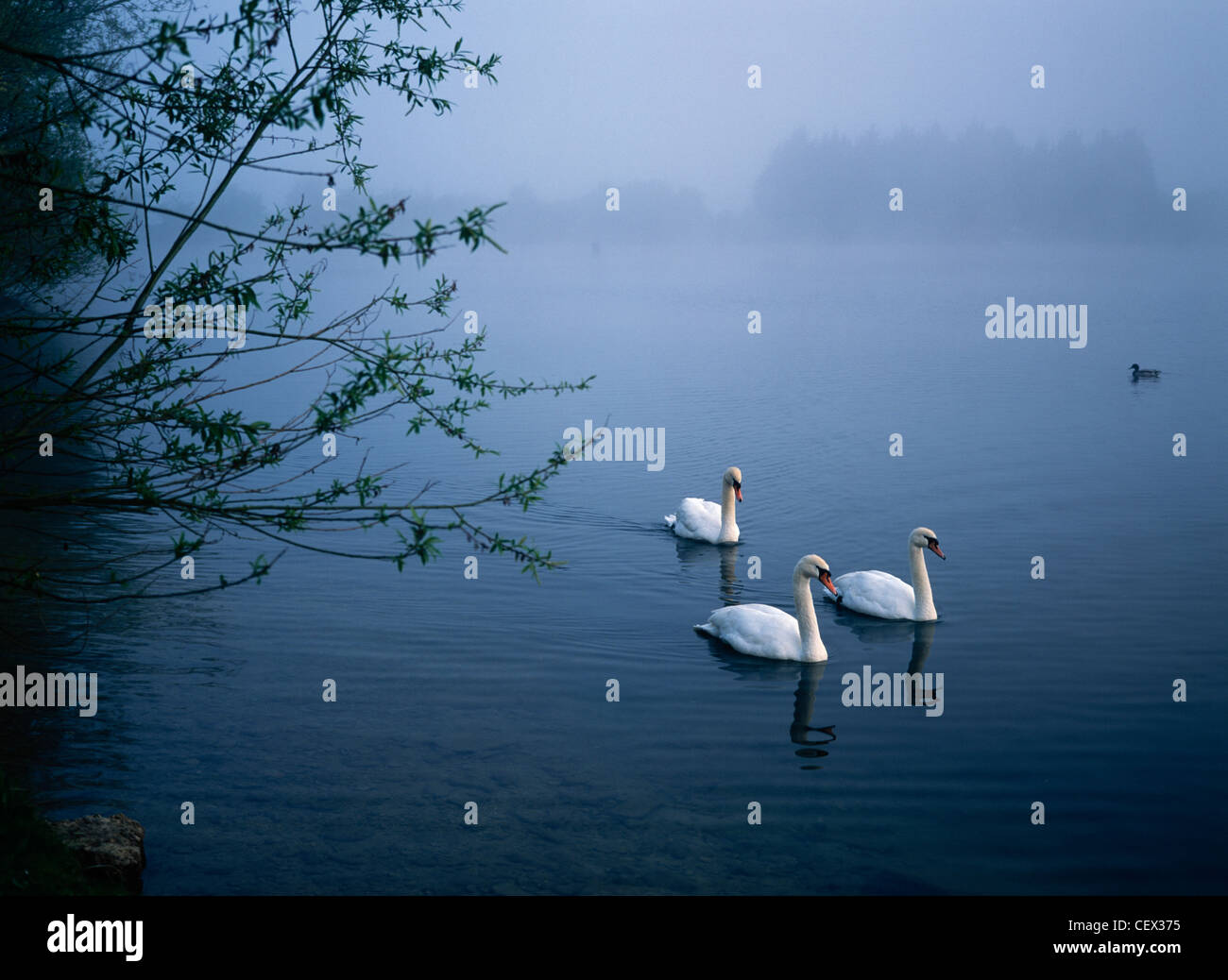 Trois cygnes sur un lac au Cotswold Water Park, une zone de 140 lacs, situé à 40 milles carrés de campagne. Banque D'Images