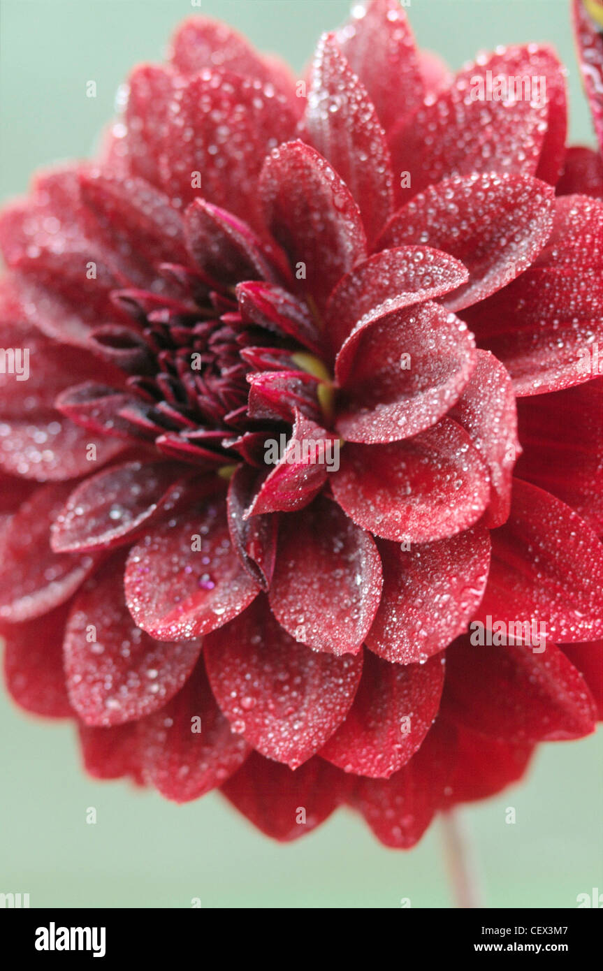 Darling Dahlias introduit en Grande-Bretagne par Lord bute dans , et prenant leur nom à partir de botaniste suédois Andreas Dahl, de passionnés Banque D'Images