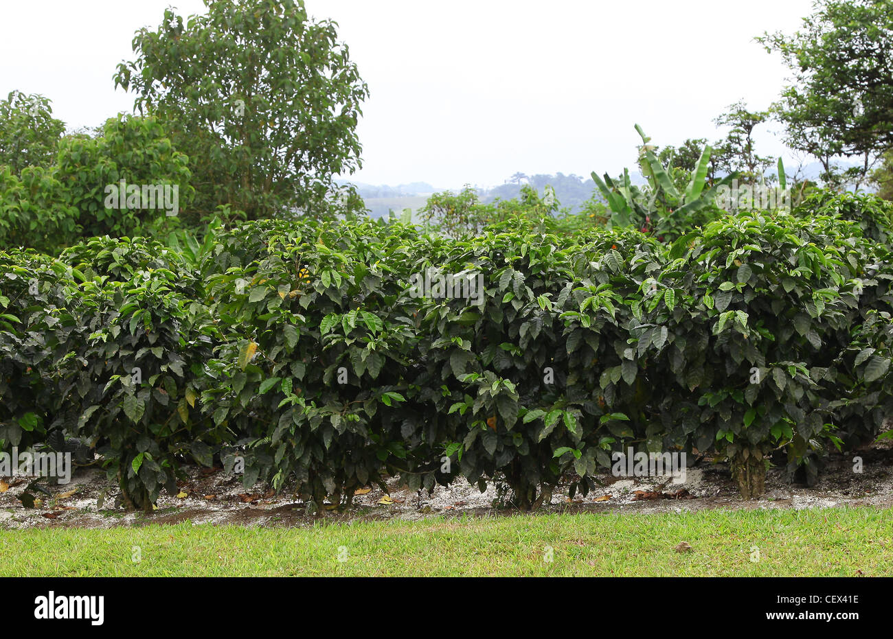 Caféiers poussant dans les jardins de Villa Blanca Los Angeles Cloud Forest Reserve Costa Rica Amérique Centrale Banque D'Images