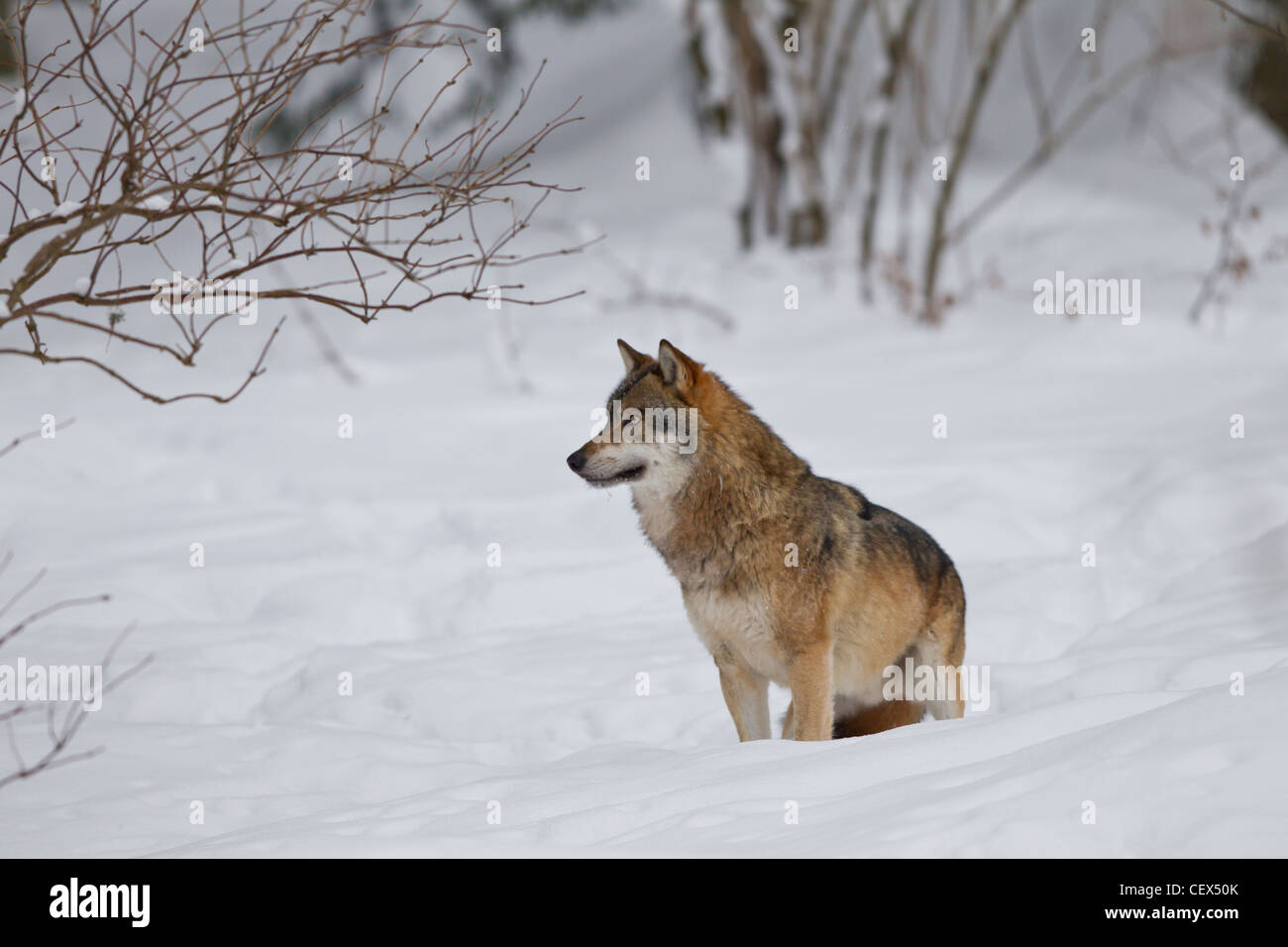 Loup, Canis lupus, loup gris Banque D'Images