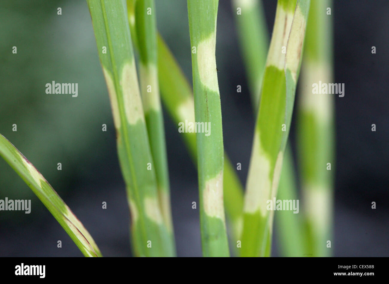Miscanthus sinensis 'Zebrinus' Banque D'Images