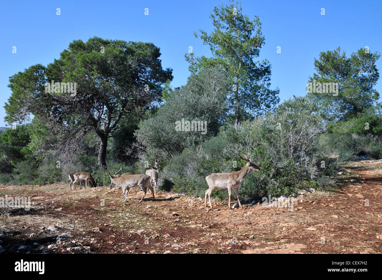 Israël, Carmel Mountains, femelle persan (Dama Dama mesopotamica) espèces en voie de disparition. Banque D'Images