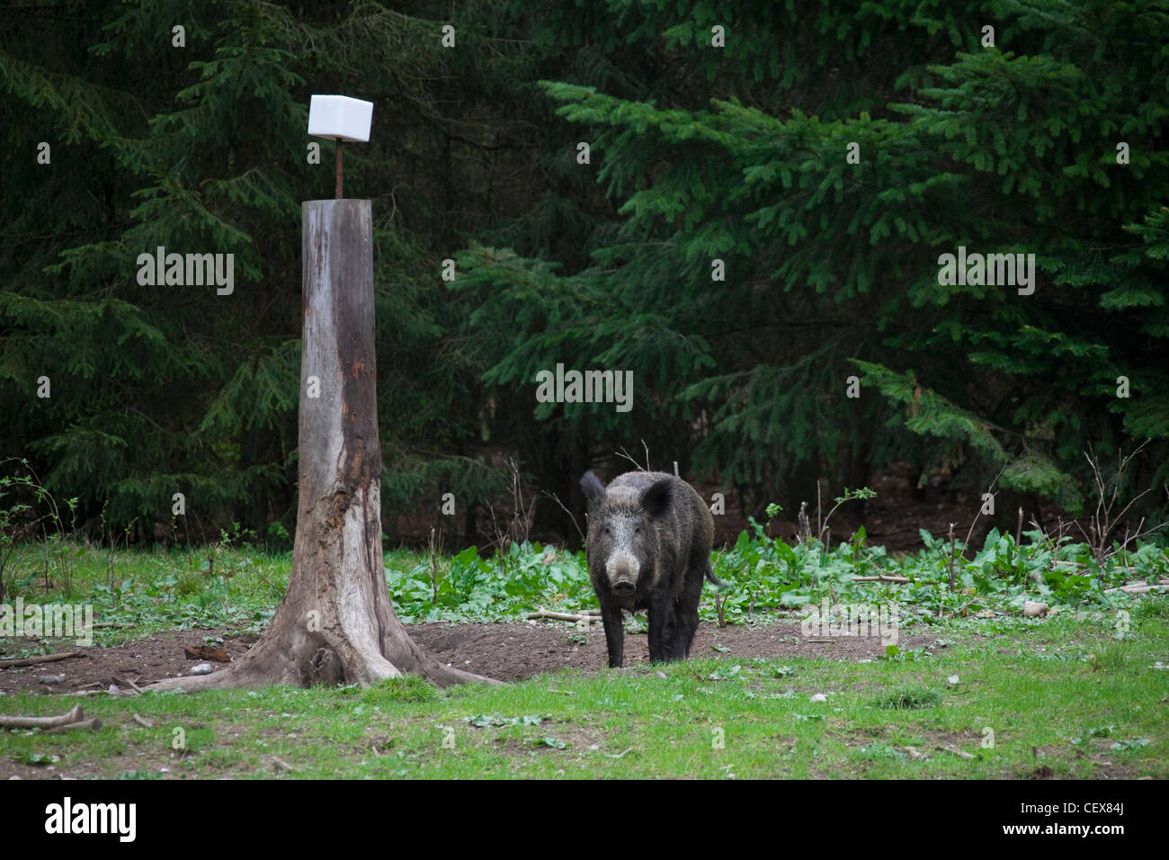 Le sanglier (Sus scrofa) sow à salt lick en forêt de pins, Allemagne Banque D'Images