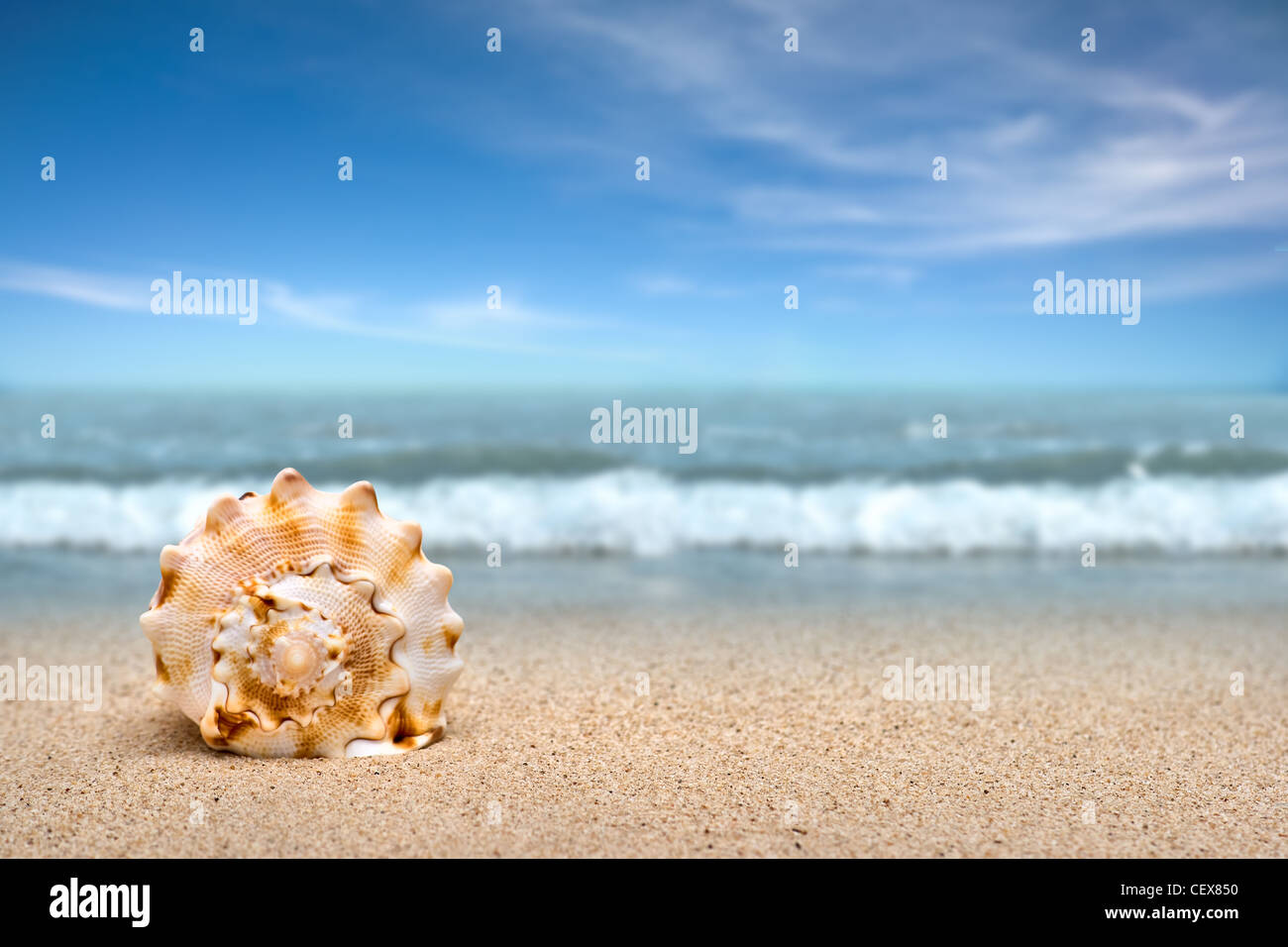 Sea Shell sur le sable à la plage Banque D'Images