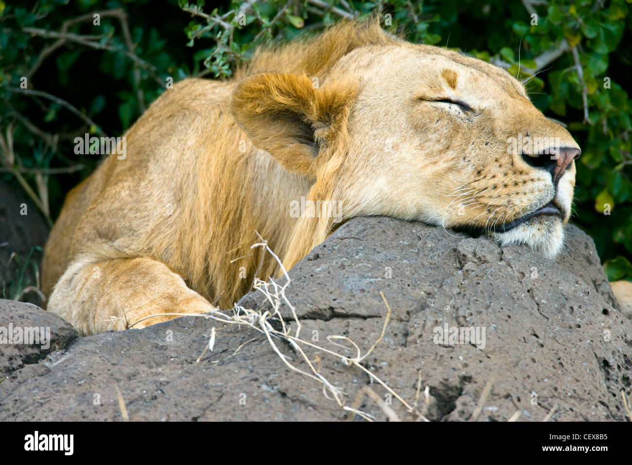 Jeune homme African Lion, Panthera leo, endormi. Le Masai Mara, Kenya. Banque D'Images