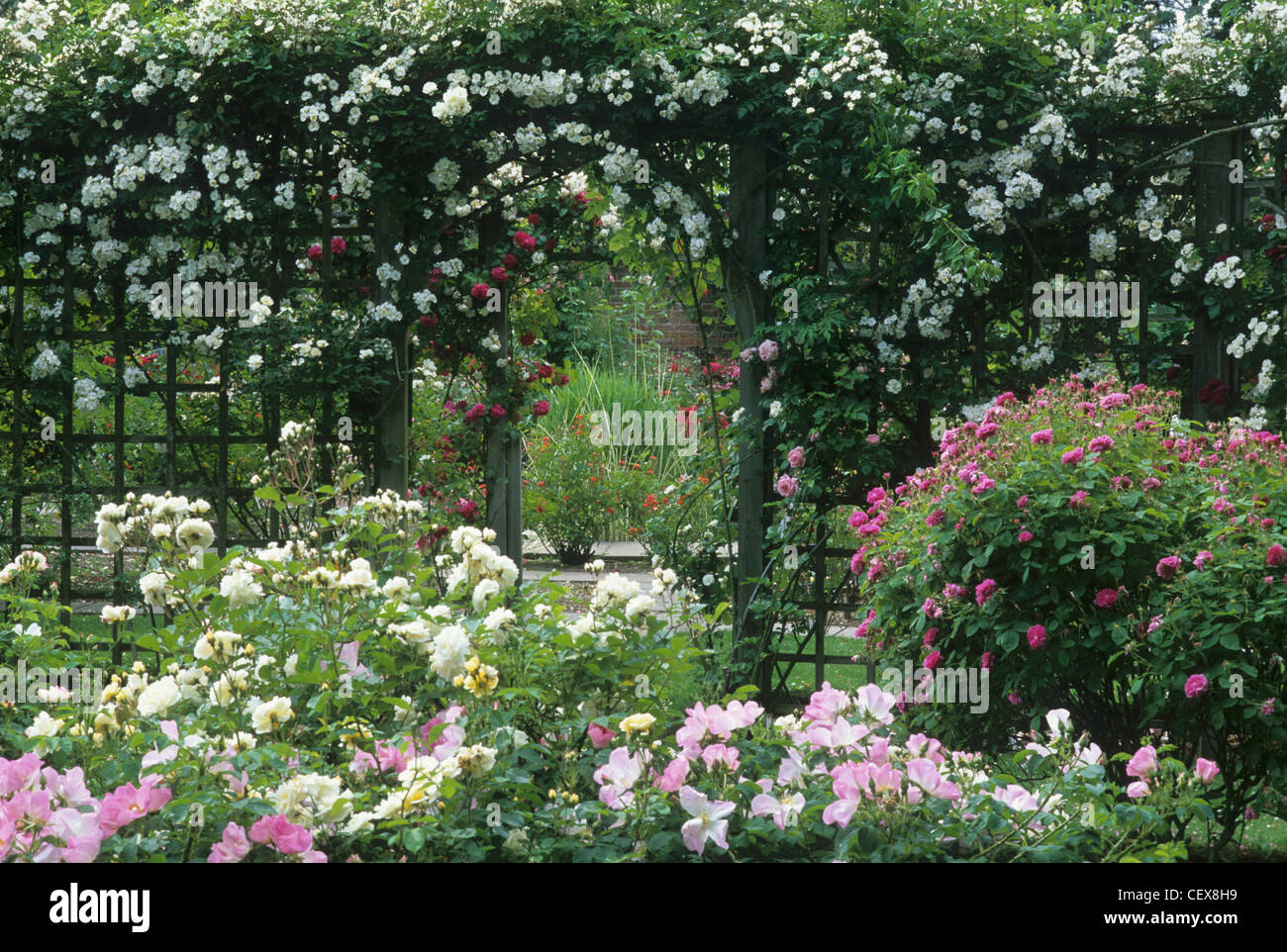 Jardin de roses, Trellis, Mannington Hall, Norfolk England UK English roses gardens Banque D'Images