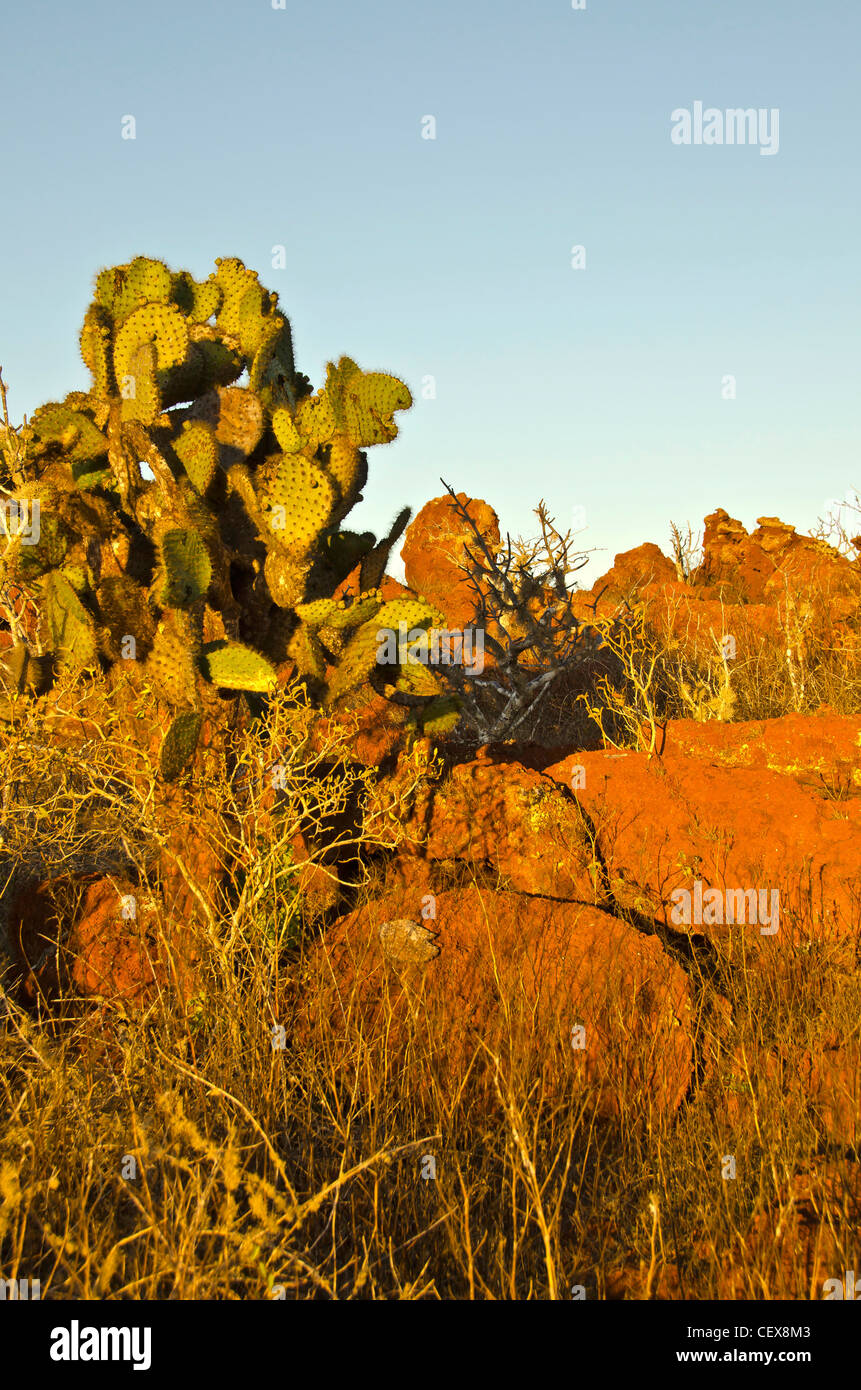 Cactus Opuntia et rochers rouges, Rabida Island, îles Galapagos, Equateur Banque D'Images