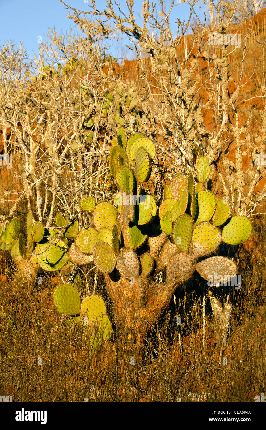 Opuntia cactus et arbres sans feuilles palo santo, l'île de Rabida, îles Galapagos, Equateur Banque D'Images