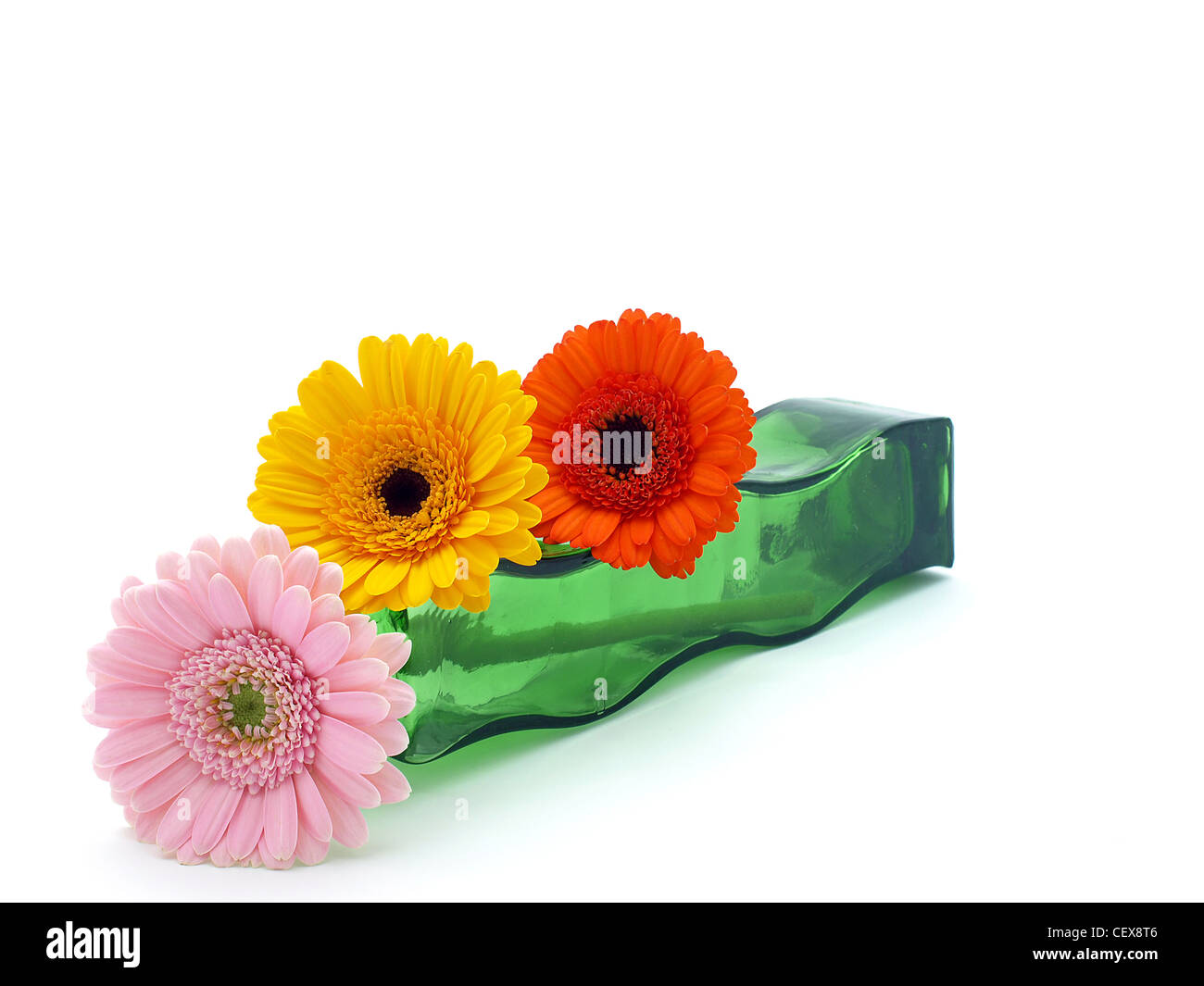 Gerber fleurs colorées Banque D'Images