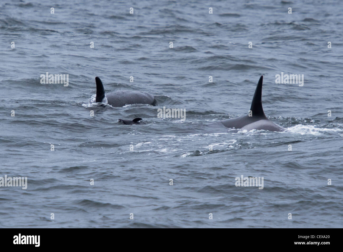 Deux épaulards migrateurs ou orques (Orcinus orca), cercle d'un marsouin de Dall (Phocoenoides dalli). Banque D'Images