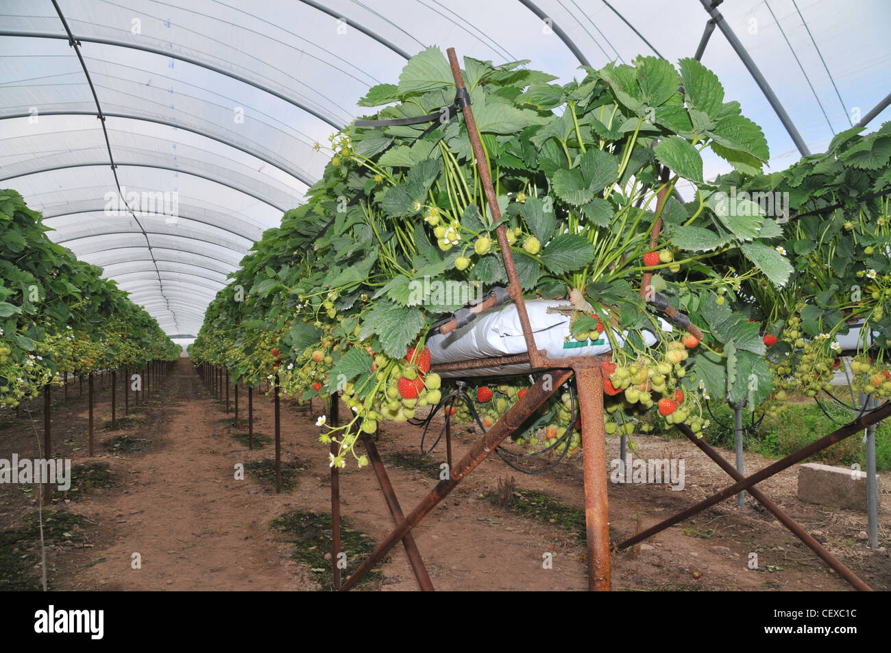 De plus en plus, les fraises à l'aide du système hydroponique soulevées en vertu de la poly tunnels. Banque D'Images