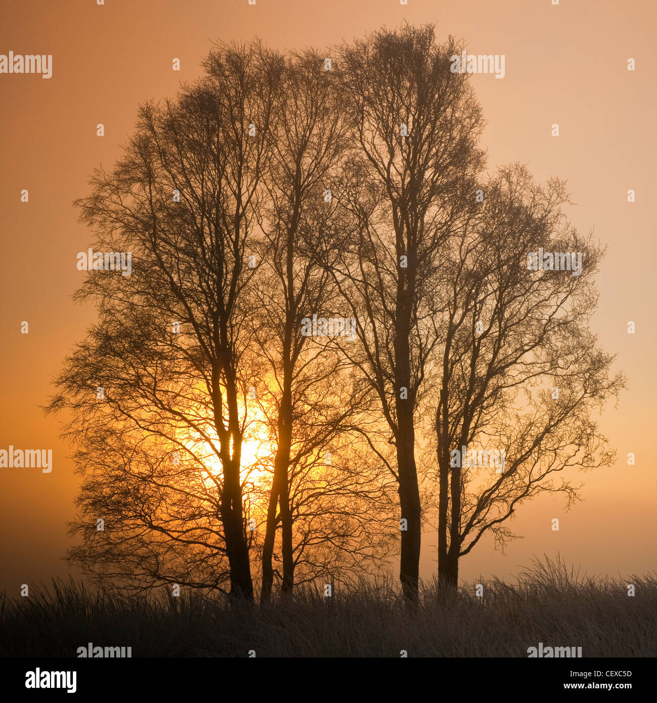 Lever du soleil lumière tamisée, causée par le brouillard et la brume en hiver Cannock Chase Country Park AONB (région de beauté naturelle exceptionnelle) Banque D'Images