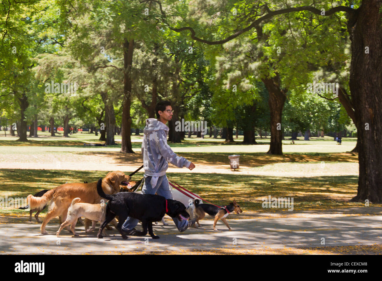 Professional Dog Walker dans un parc à Recoleta, Buenos Aires, Argentine Banque D'Images