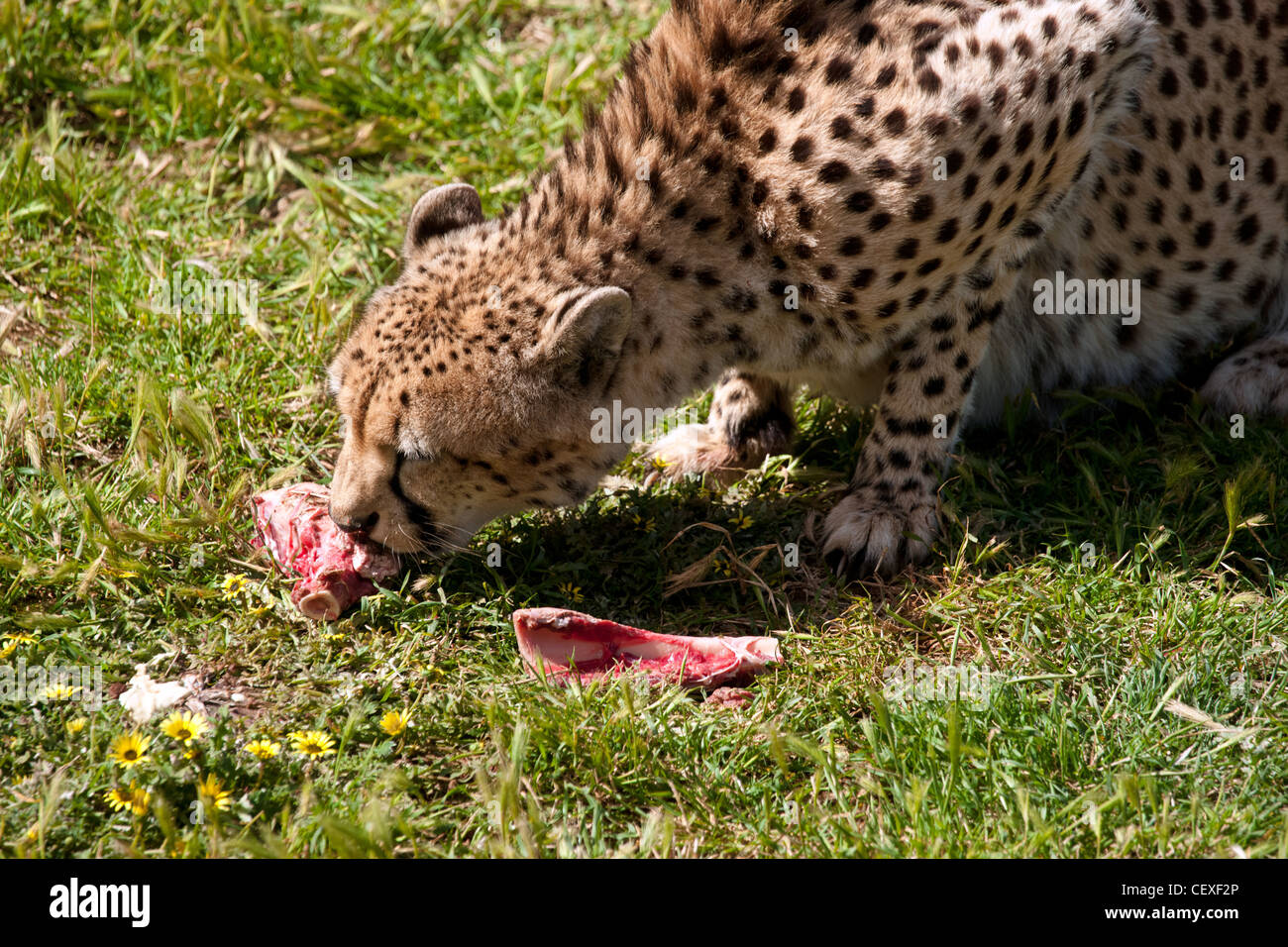 Photo d'un magnifique guépard tacheté de manger de la viande Banque D'Images