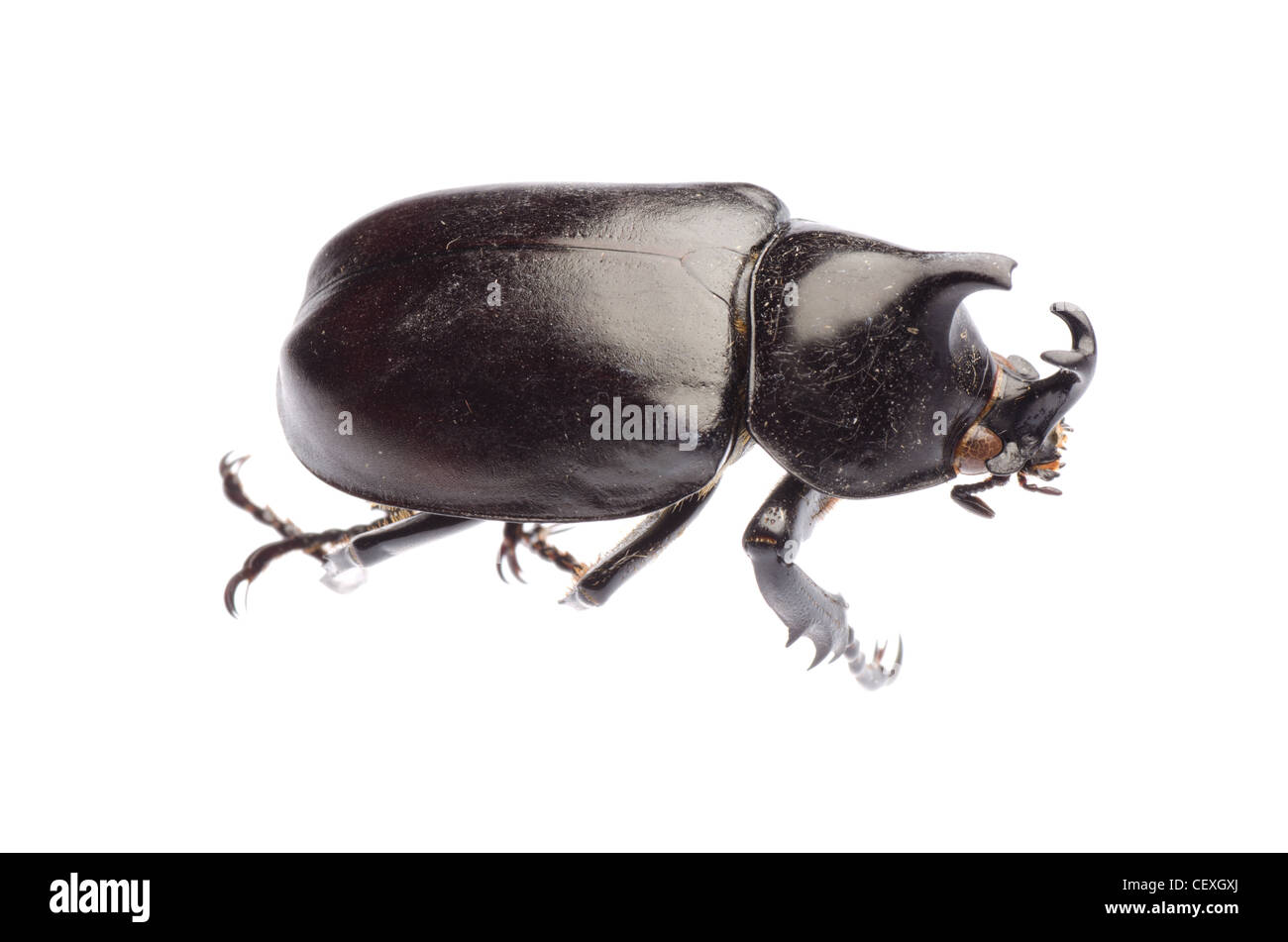 Scarab scarabée rhinocéros géant insecte Xylottrupes isolés Gédéon Banque D'Images