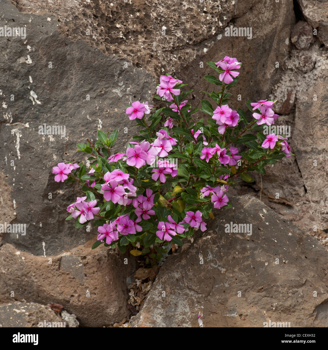 Fleurs rose émergeant d'un rocher ; Puerto Baquerizo Moreno, San Cristobal, equador Banque D'Images