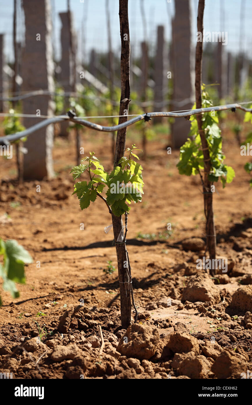 Vignoble l'Andhra Pradesh en Inde du Sud Banque D'Images