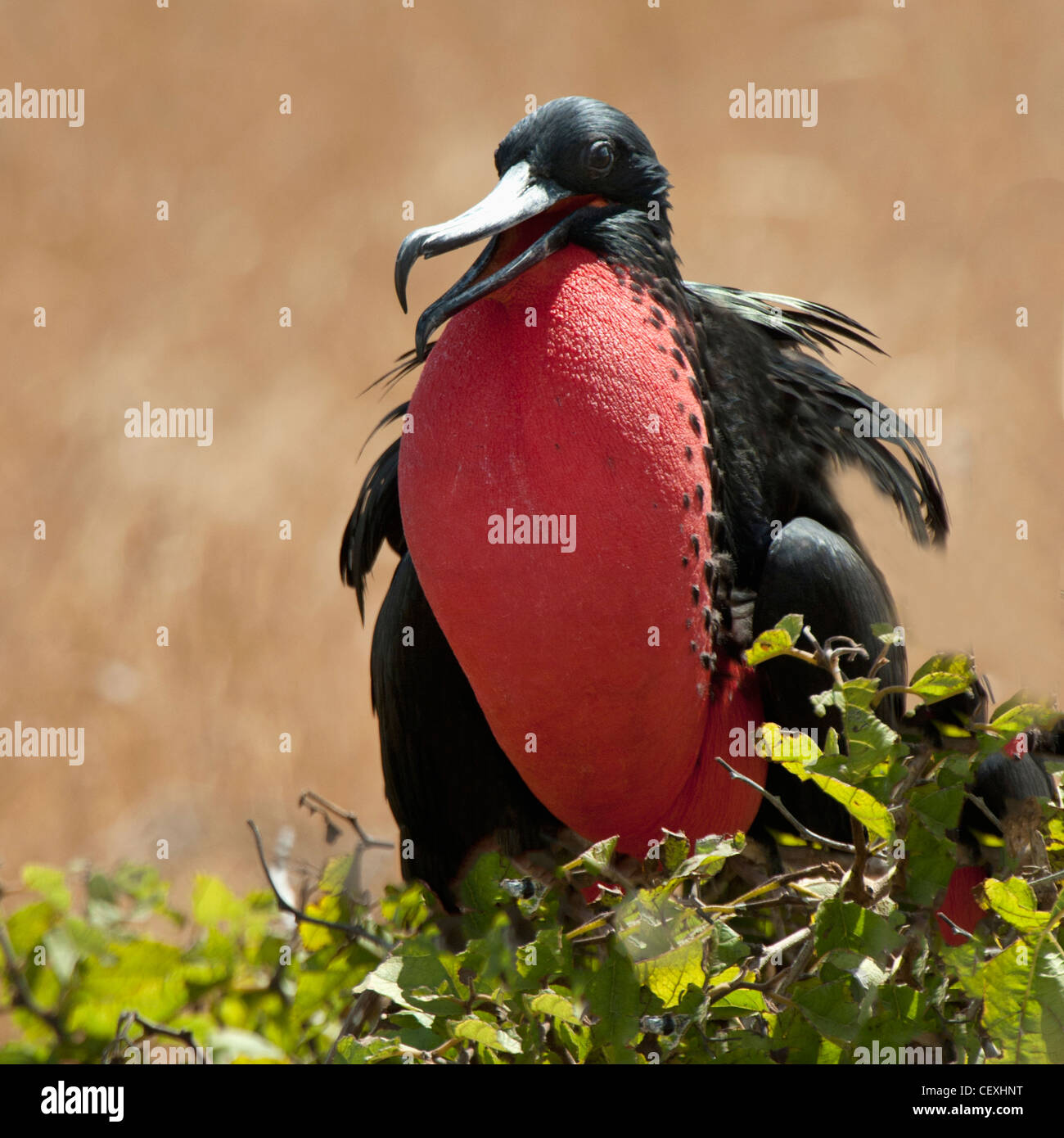 Frégate superbe avec une pochette rouge gorge gonflée ; Galapagos, Equateur Banque D'Images Frégate superbe avec une pochette rouge gorge gonflée ; Galapagos, Equateur Banque D'Images