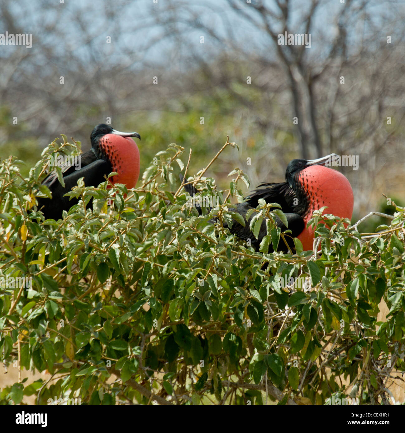 Deux frigatebirds avec la gorge rouge gonflé ; sachets, Galapagos Équateur Banque D'Images Deux frigatebirds avec la gorge rouge gonflé ; sachets, Galapagos Équateur Banque D'Images