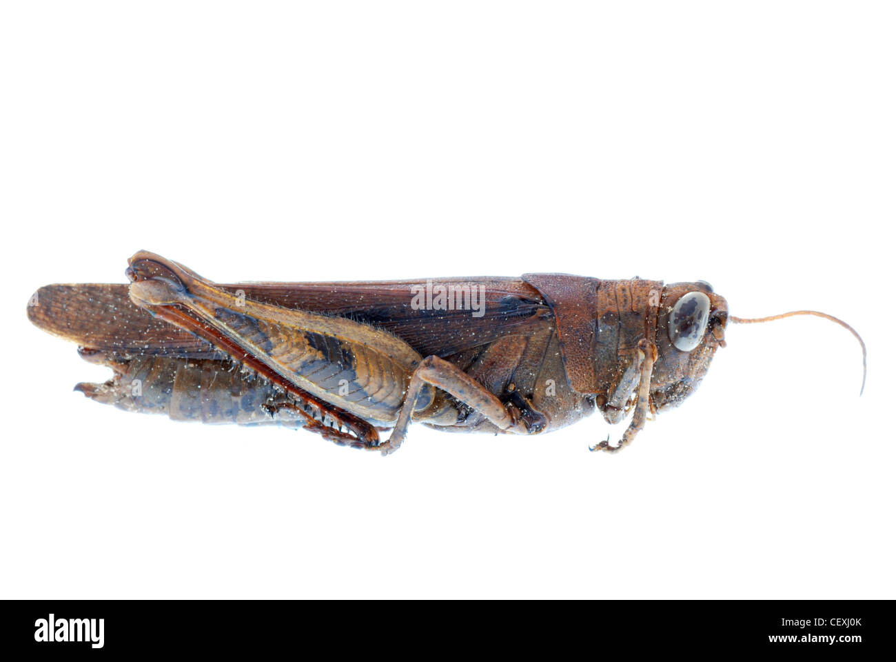 Sauterelle insecte bug isolated on white Banque D'Images