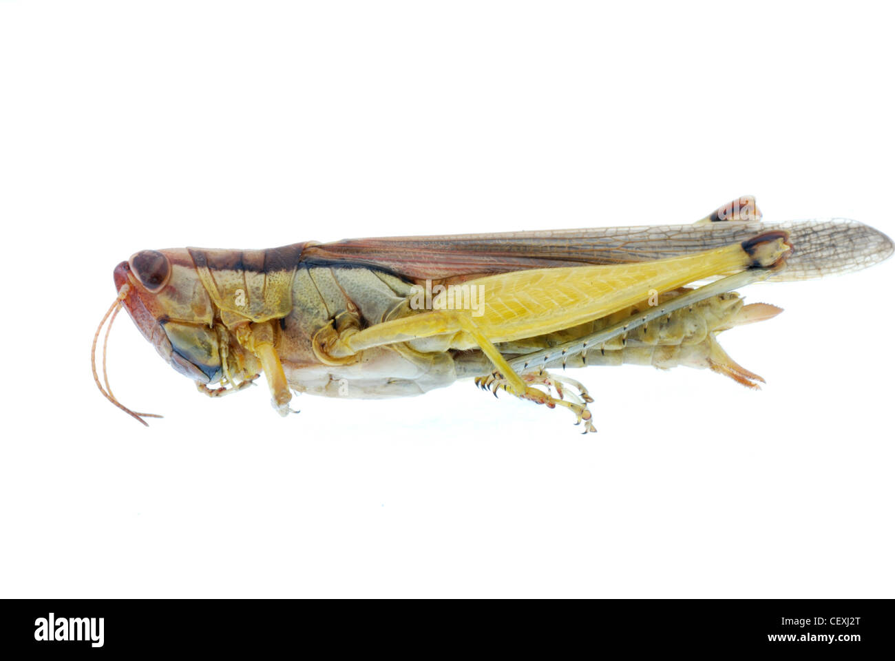 Sauterelle insecte bug isolated on white Banque D'Images