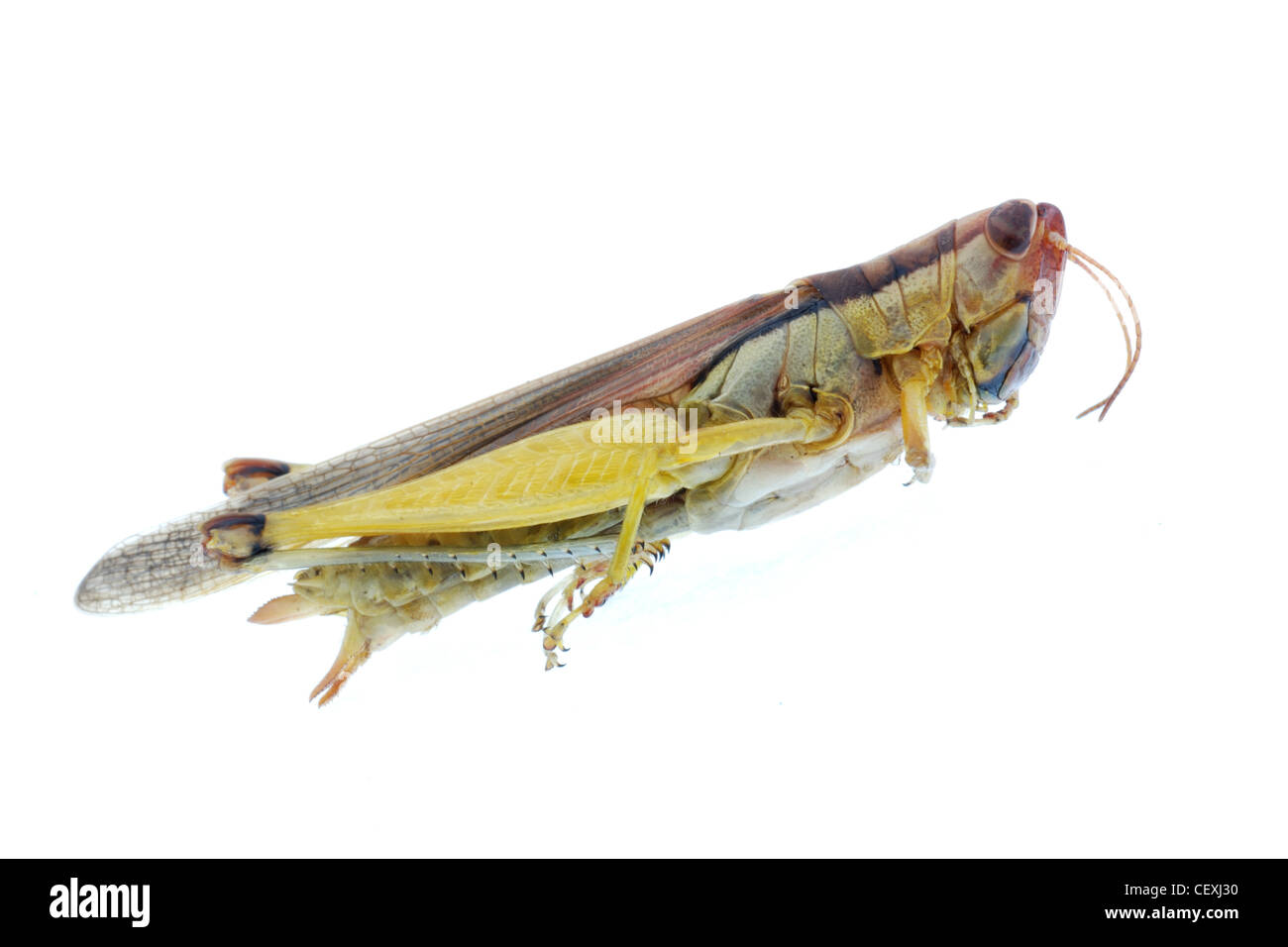 Sauterelle insecte bug isolated on white Banque D'Images