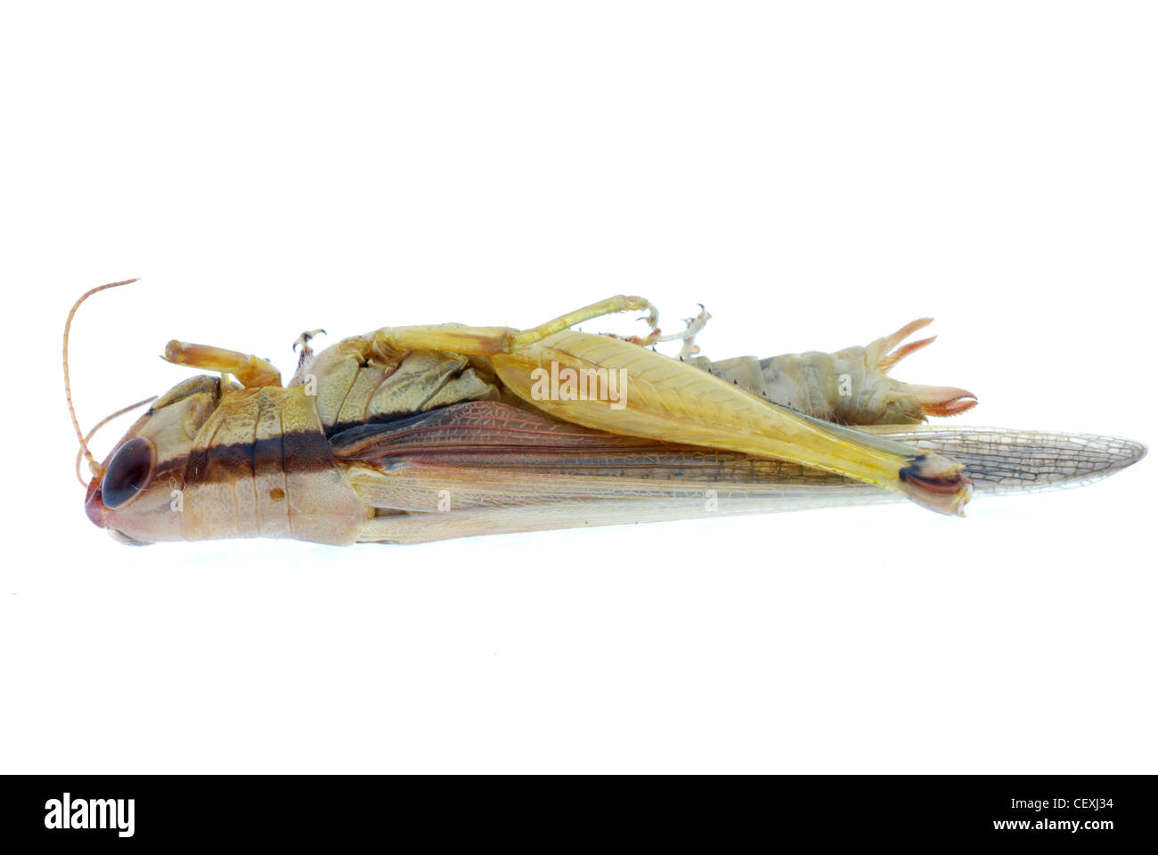 Sauterelle insecte bug isolated on white Banque D'Images