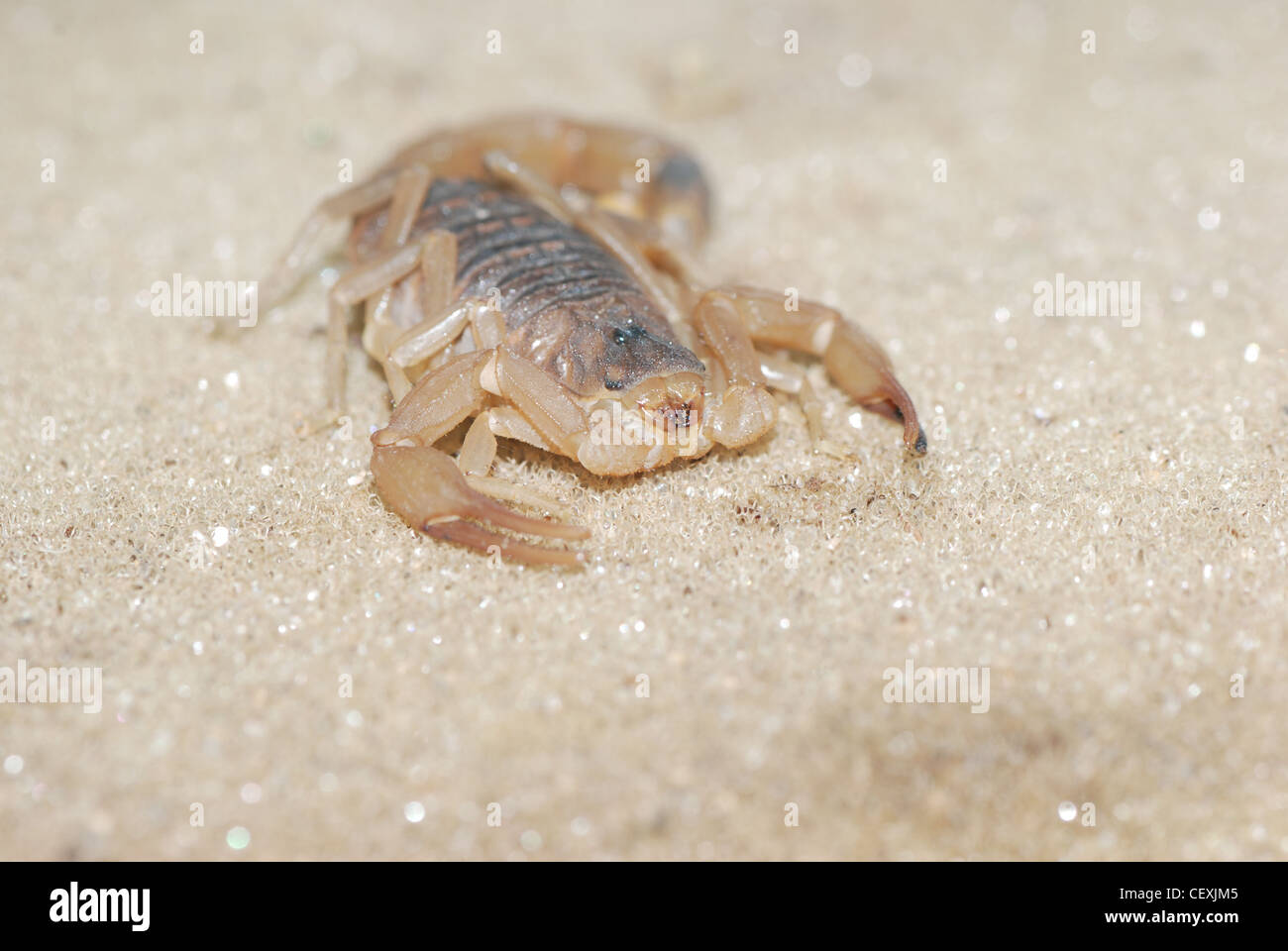 Close up d'un scorpion sur le sable Banque D'Images