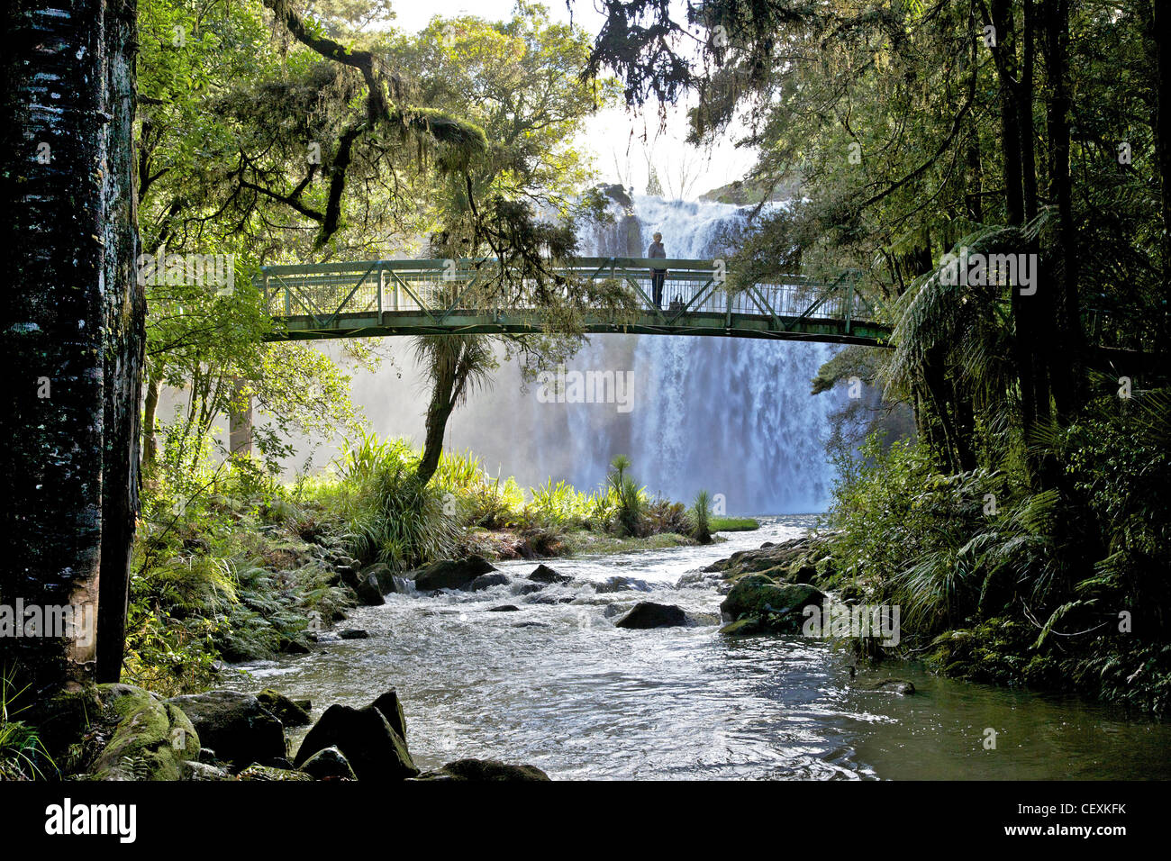 Whangarei Falls, sur la rivière Hatea, île du Nord, en Nouvelle-Zélande. Banque D'Images