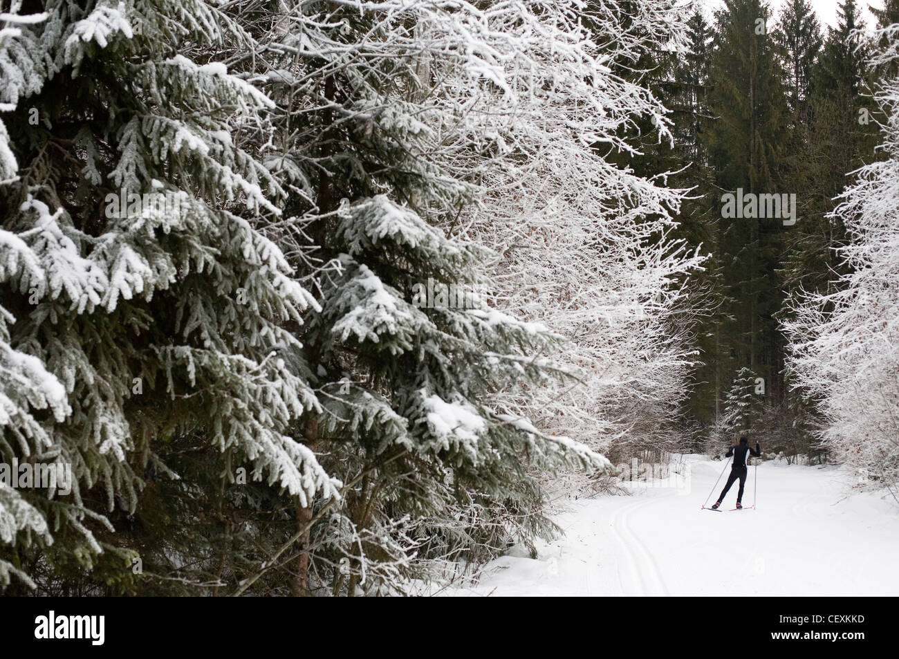 Un cross-country ski nordique ou sur un sentier près de Samoens dans les Alpes Françaises Banque D'Images