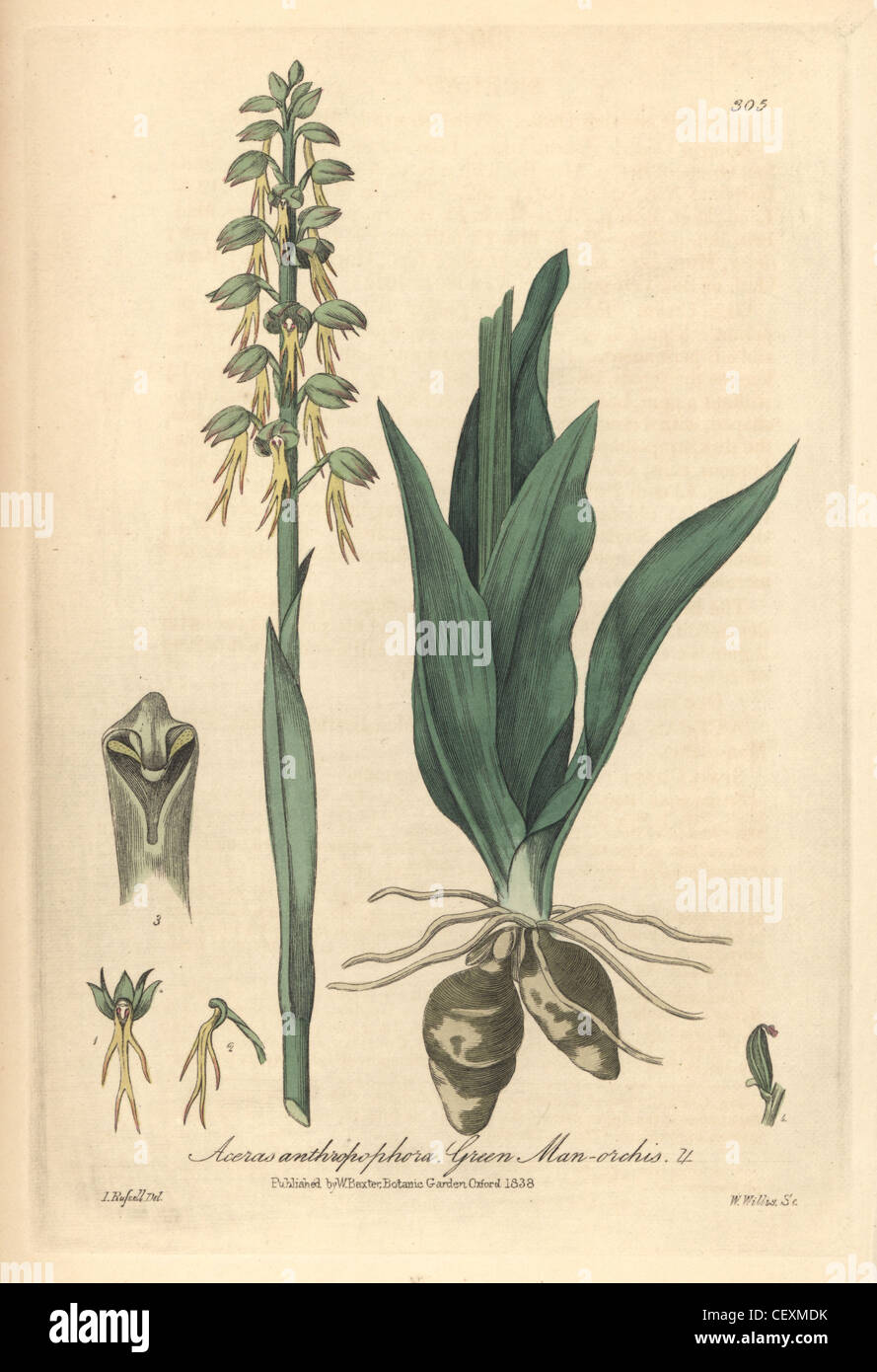 Homme vert orchis, Aceras anthropophora. Banque D'Images